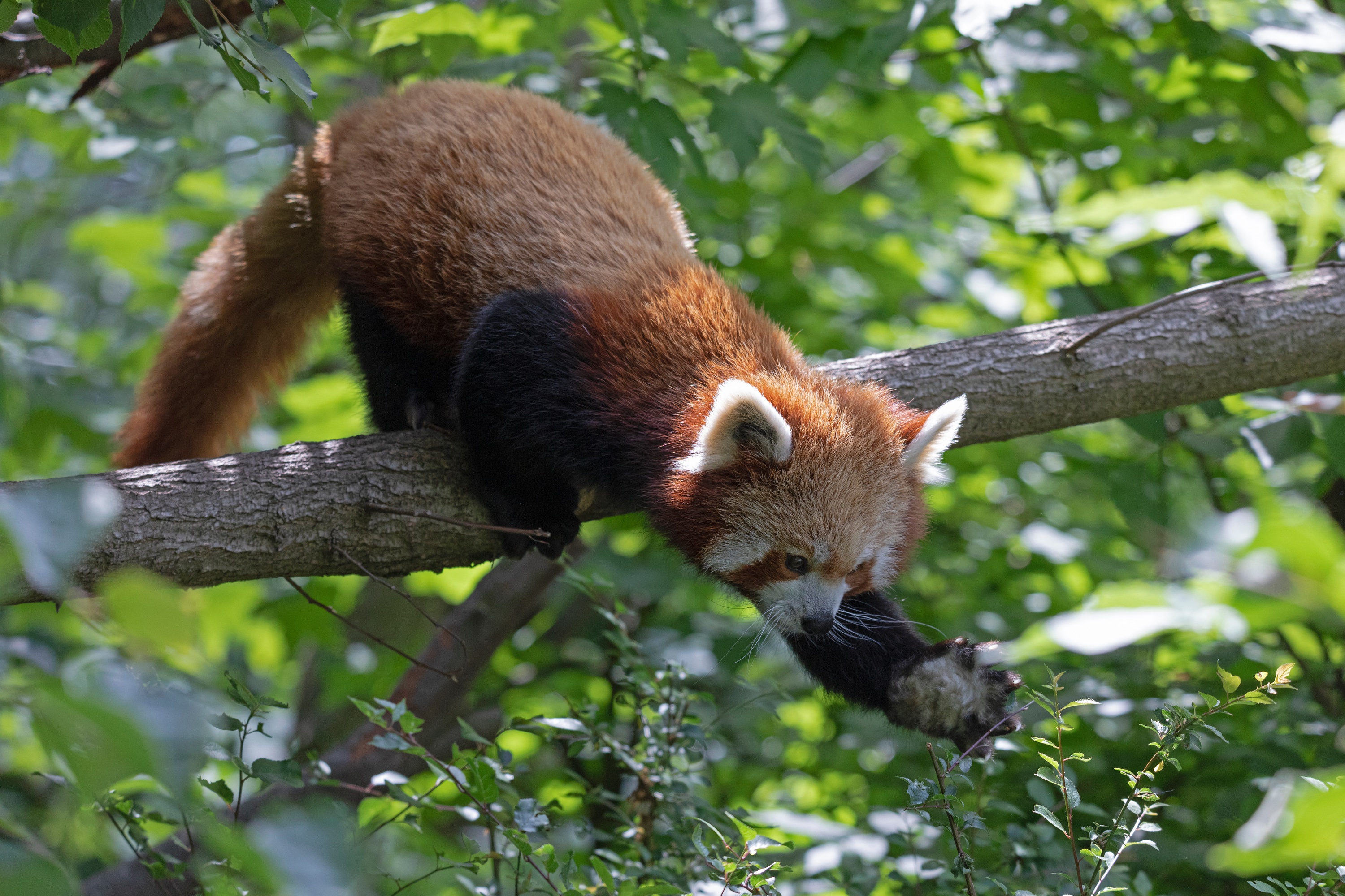 Tierpark 29.05.2020 018