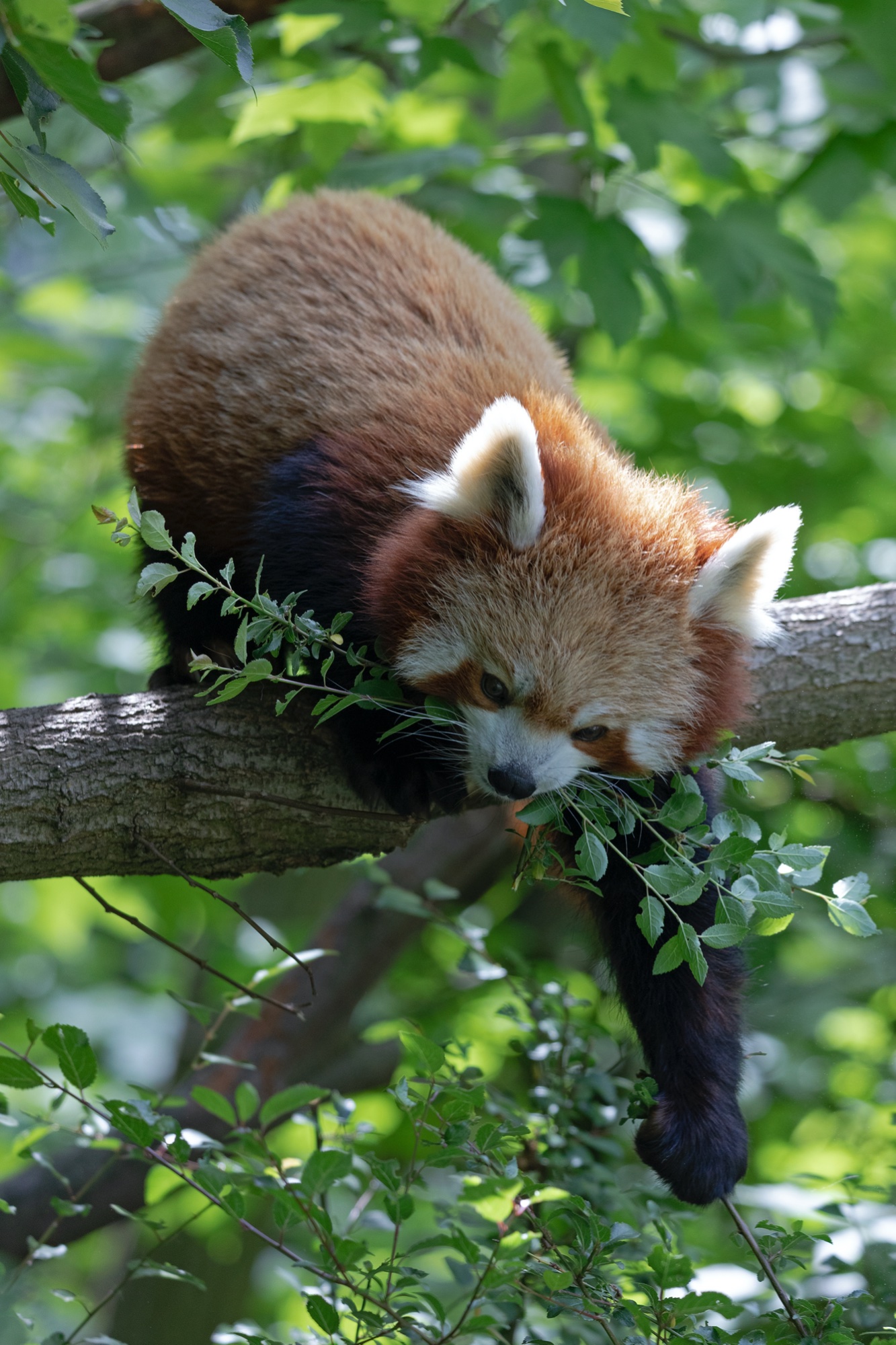 Tierpark 29.05.2020 026