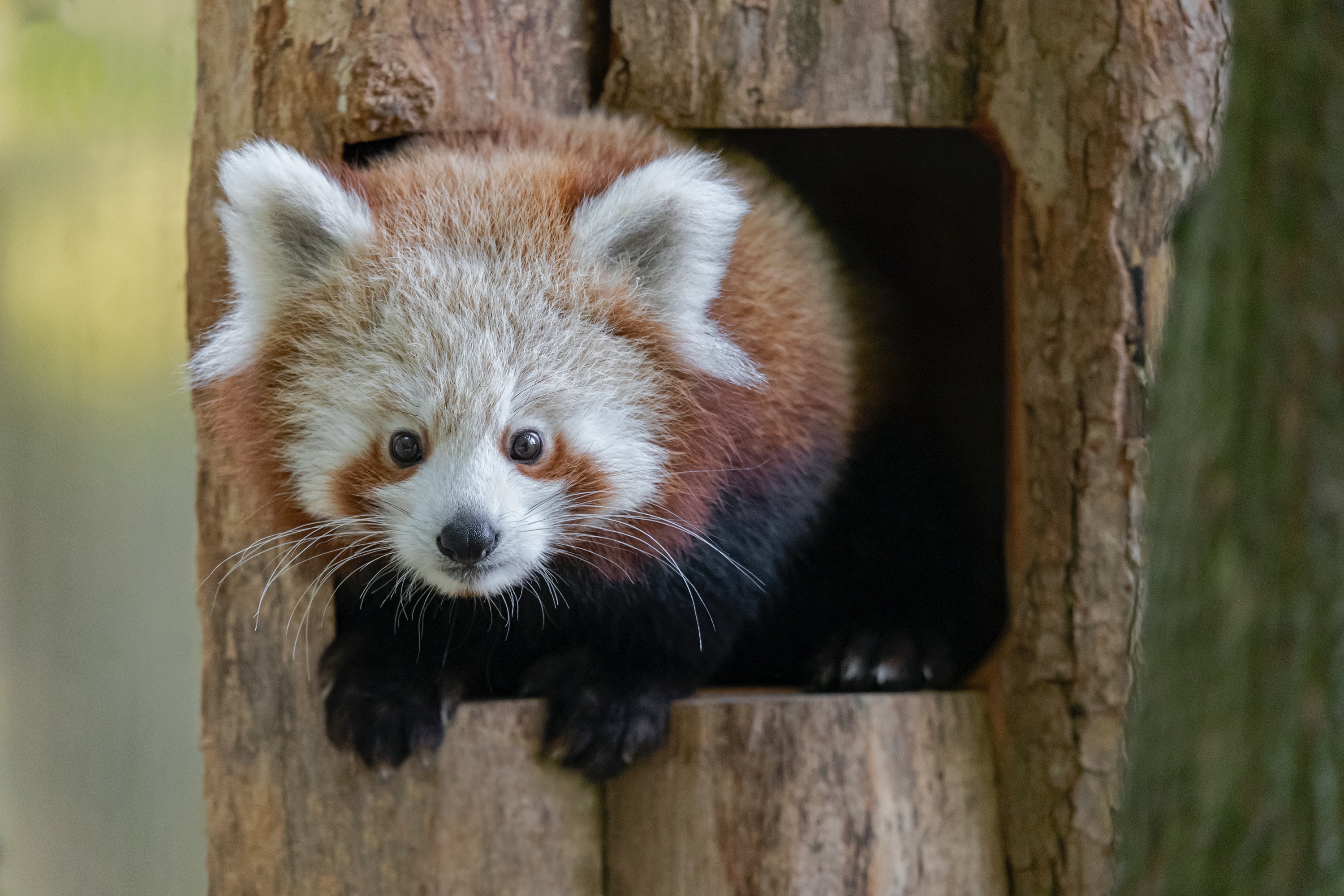 Tierpark 29.10.2020 406 A