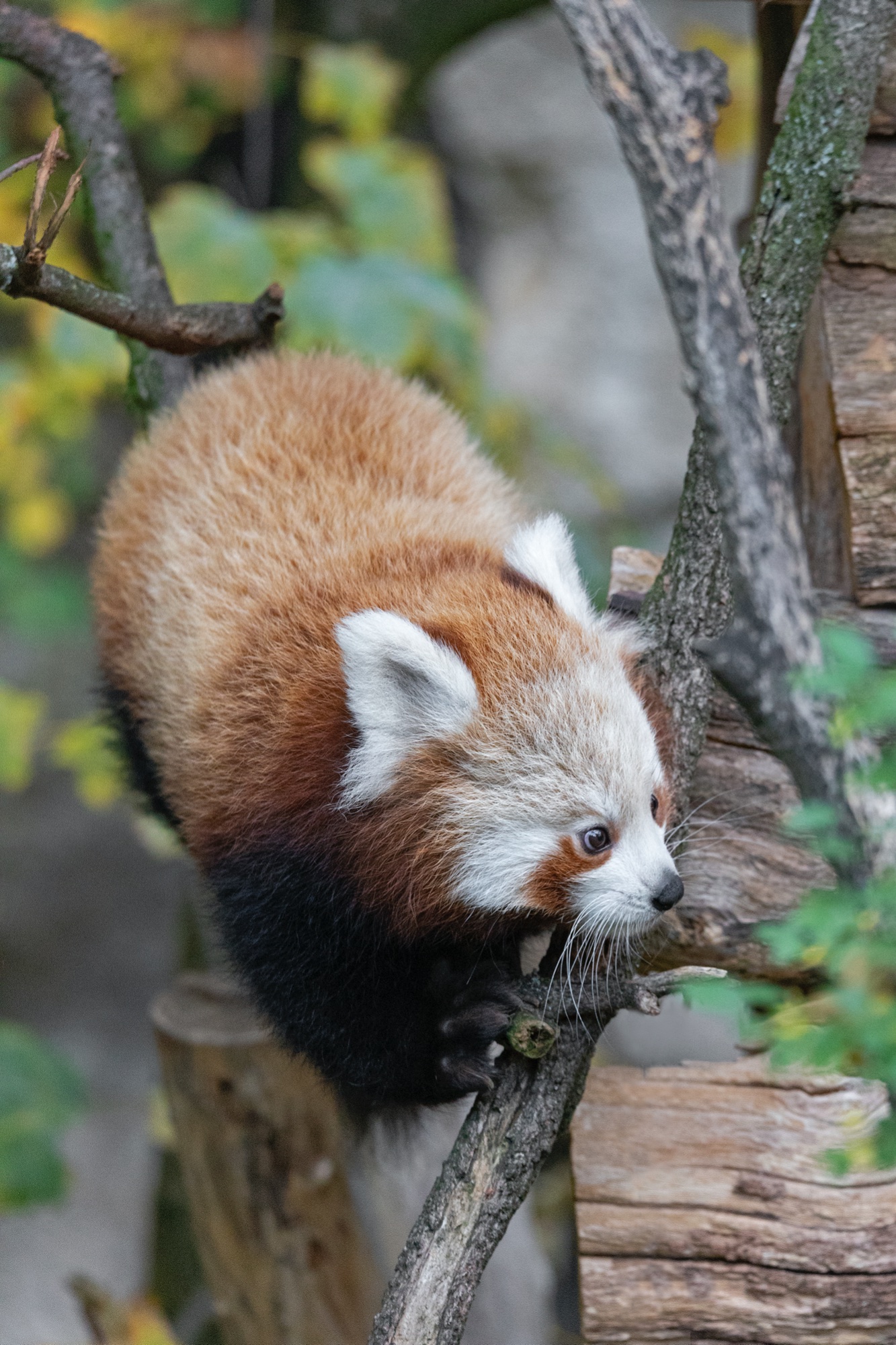 Tierpark 29.10.2020 456