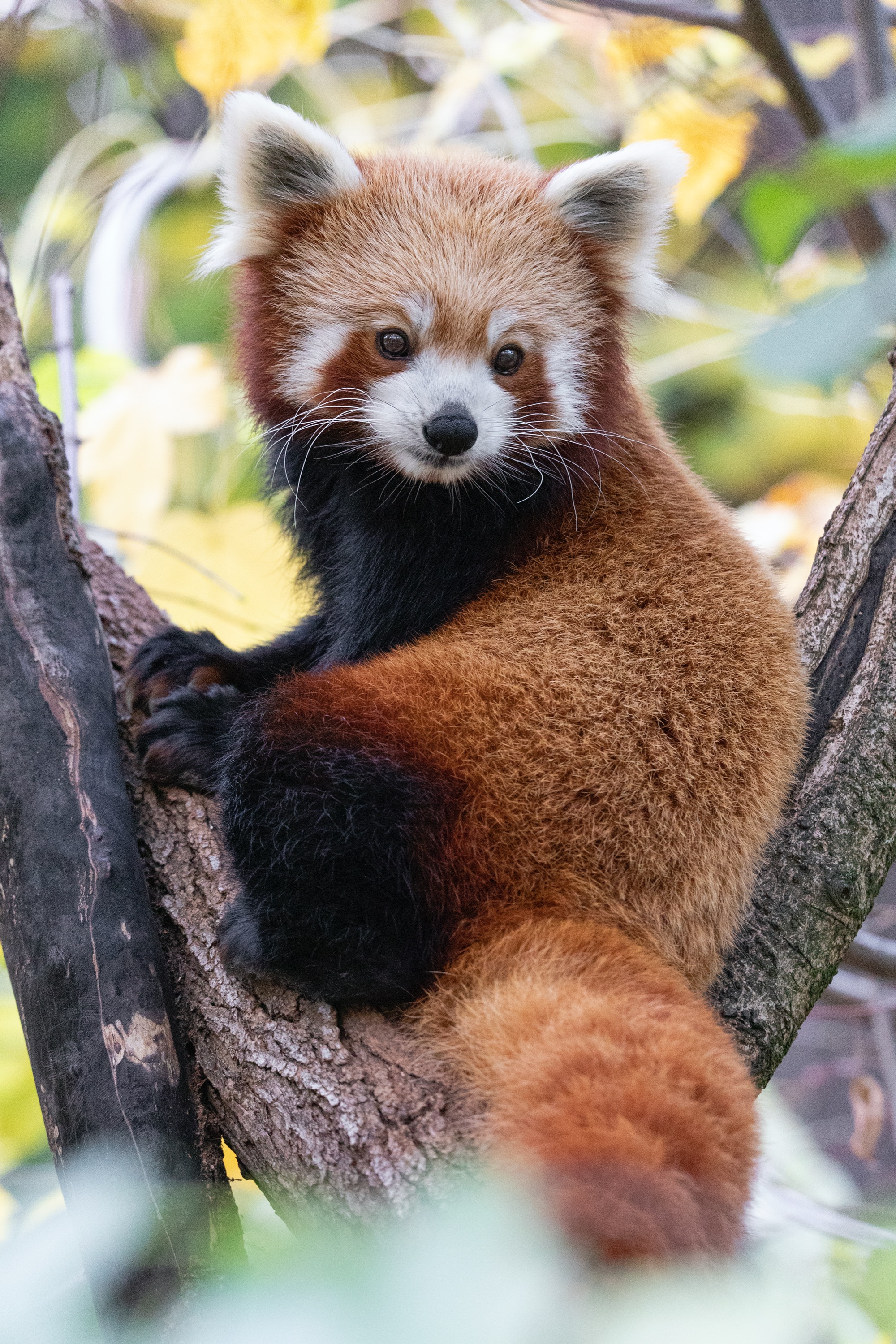 Tierpark 29.10.2020 479