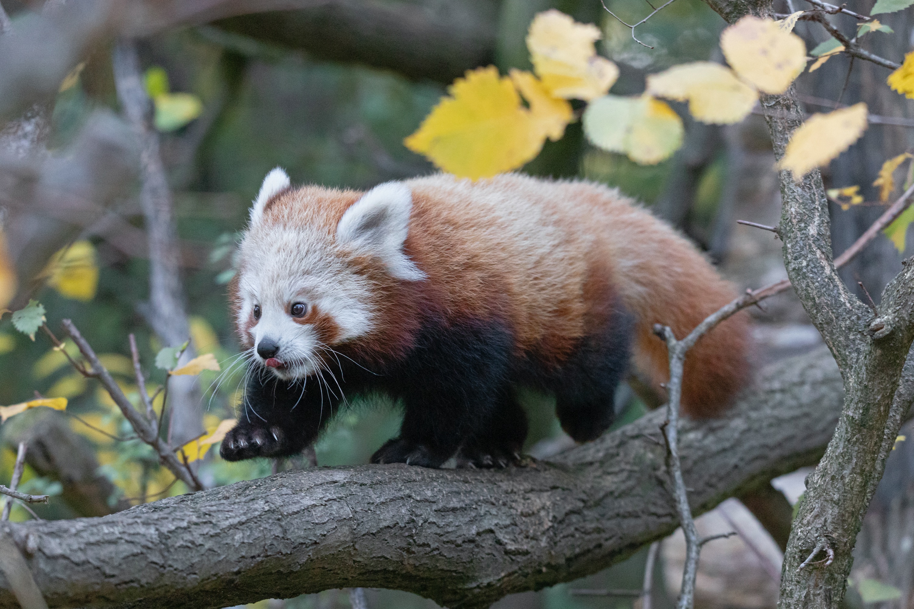 Tierpark 29.10.2020 486