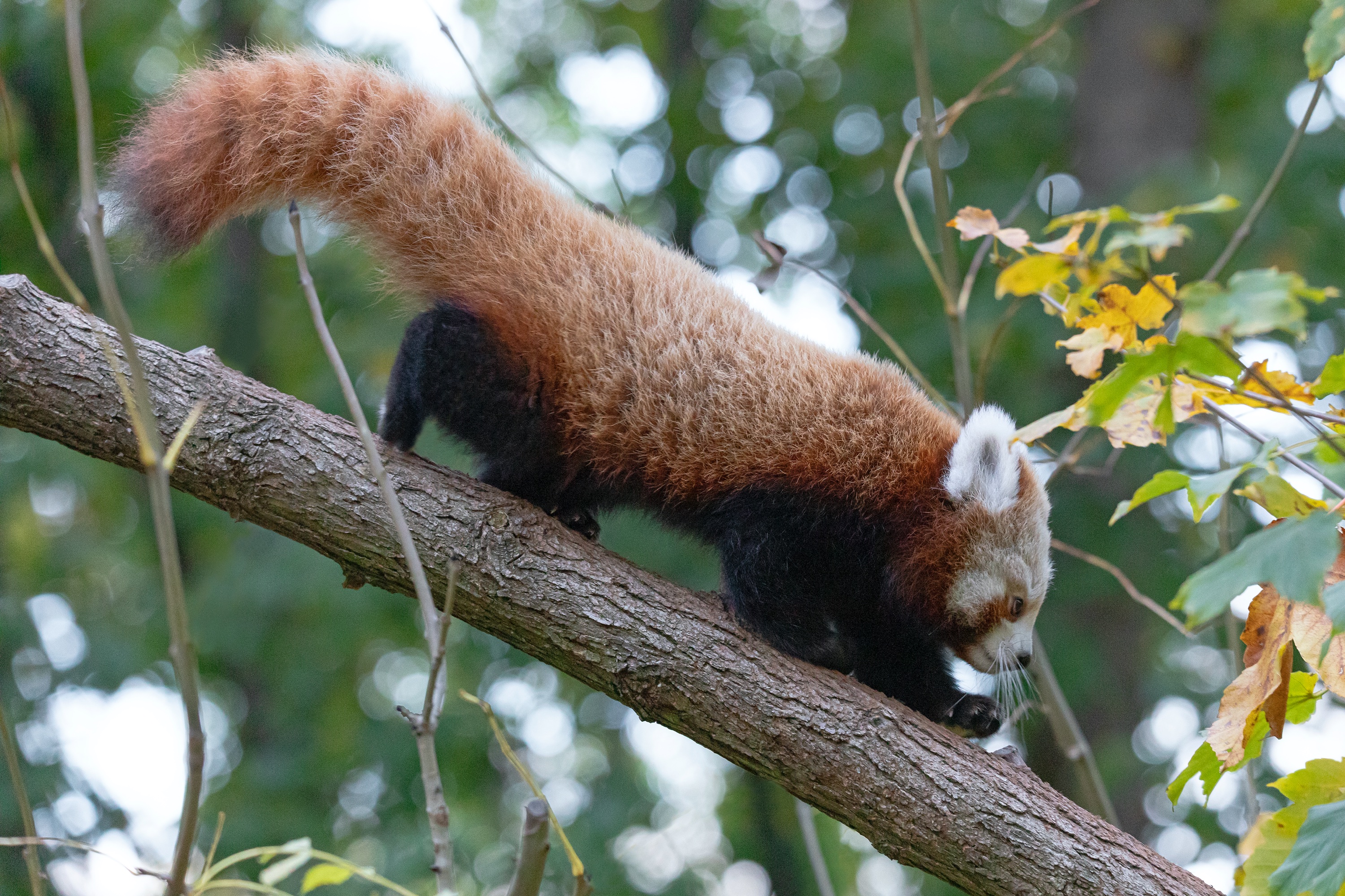 Tierpark 29.10.2020 504