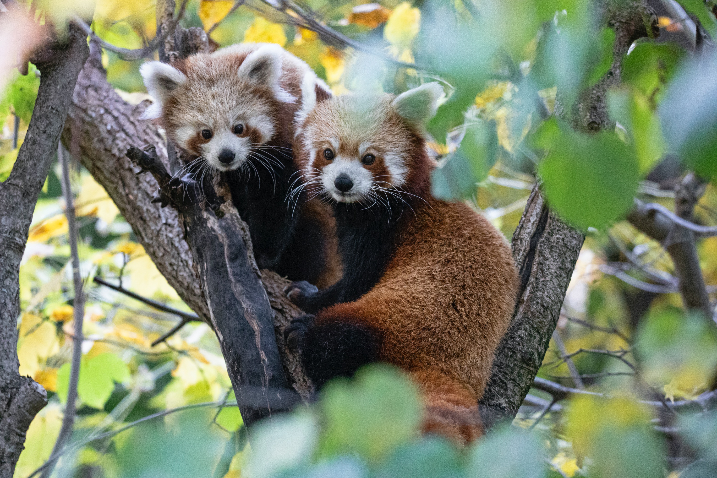 Tierpark 29.10.2020 513 A