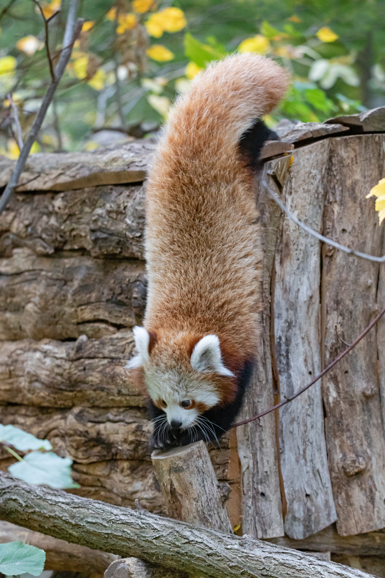 Tierpark 29.10.2020 529