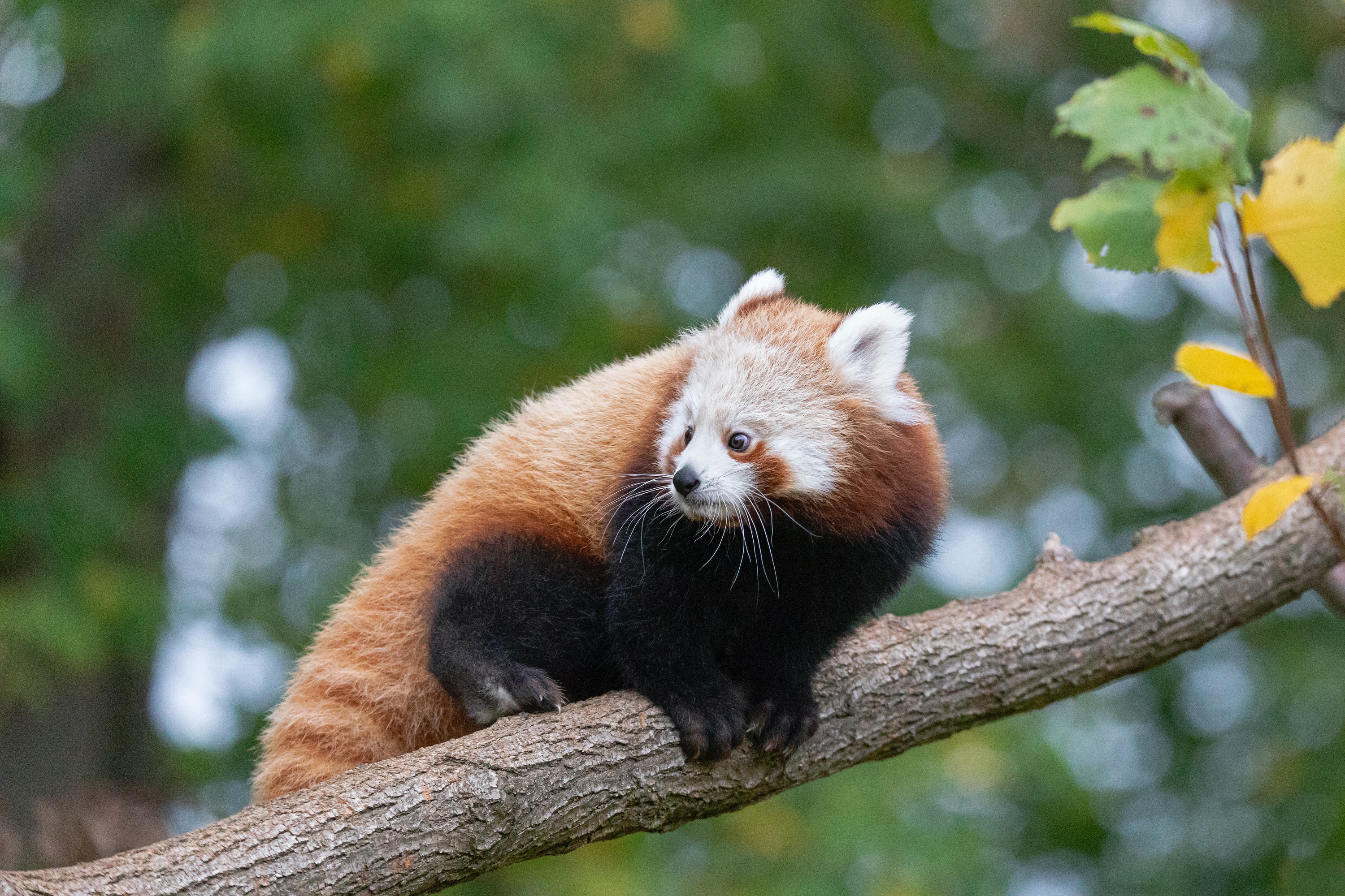 Tierpark 29.10.2020 544