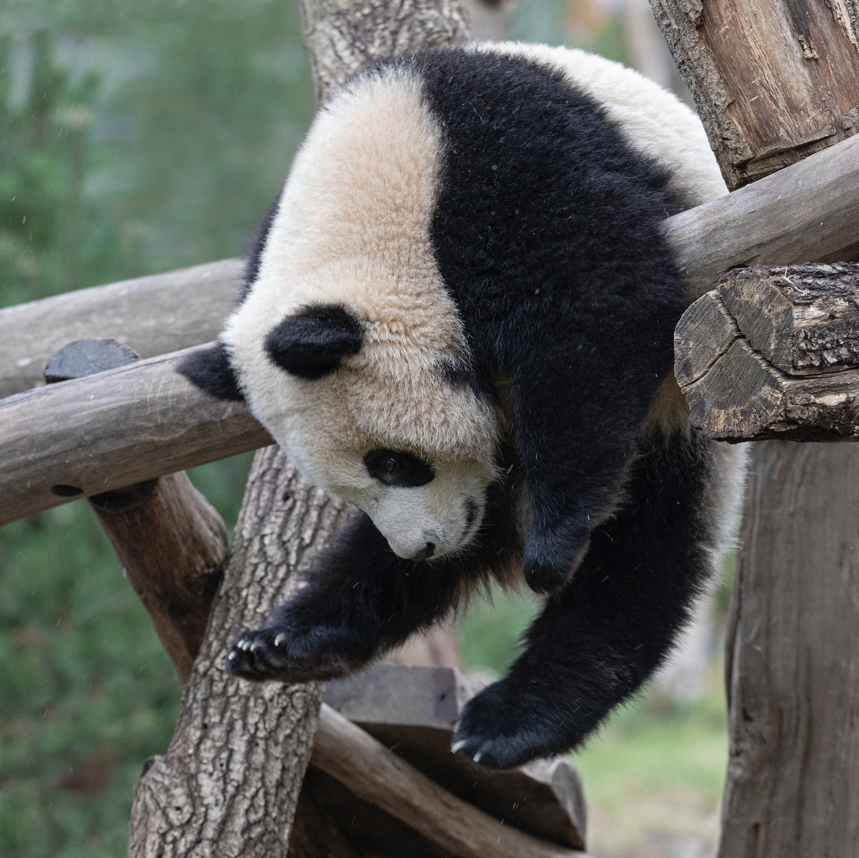 Zoo 07.01.2021 126 1