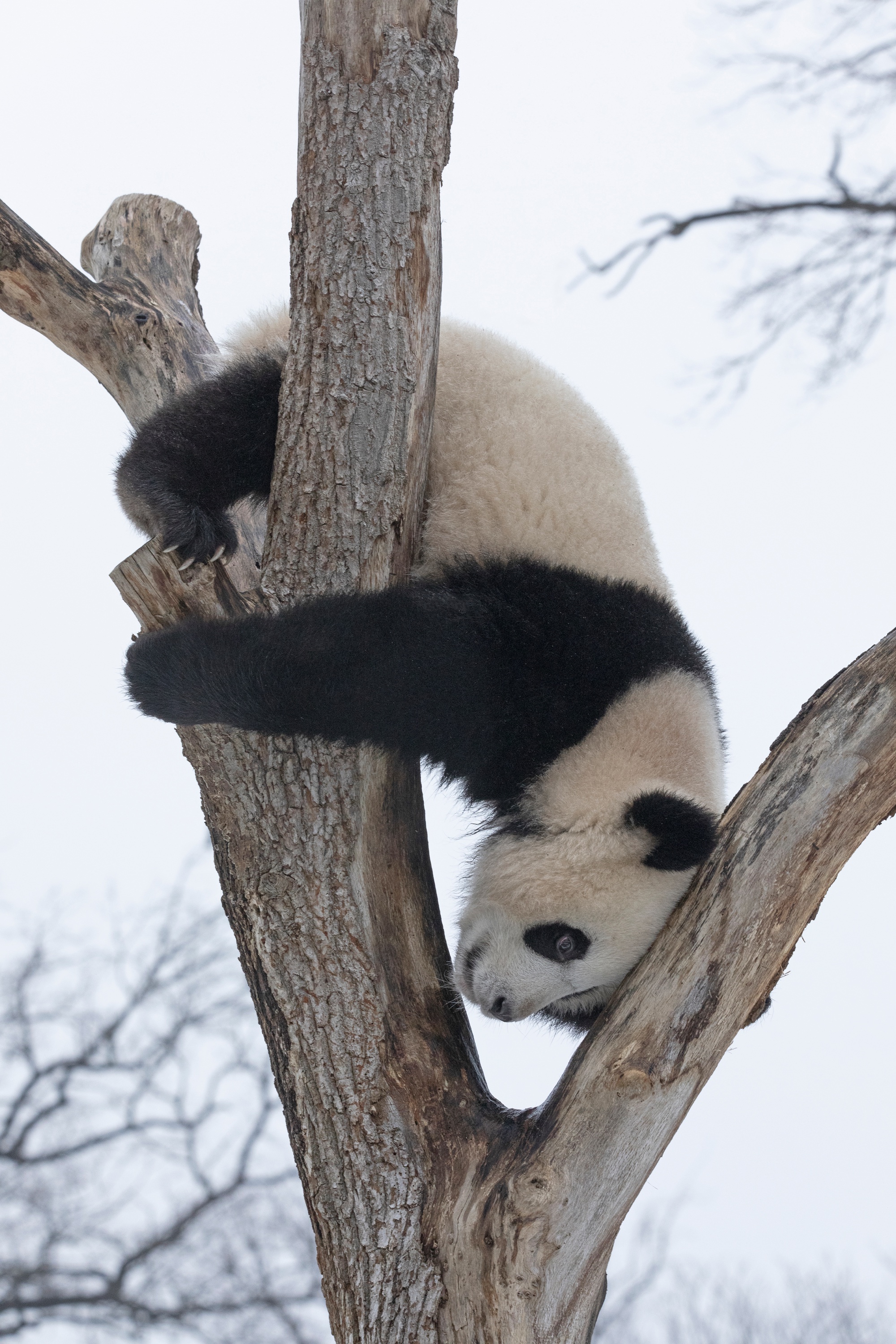 Zoo 16.02.2021 342 Y