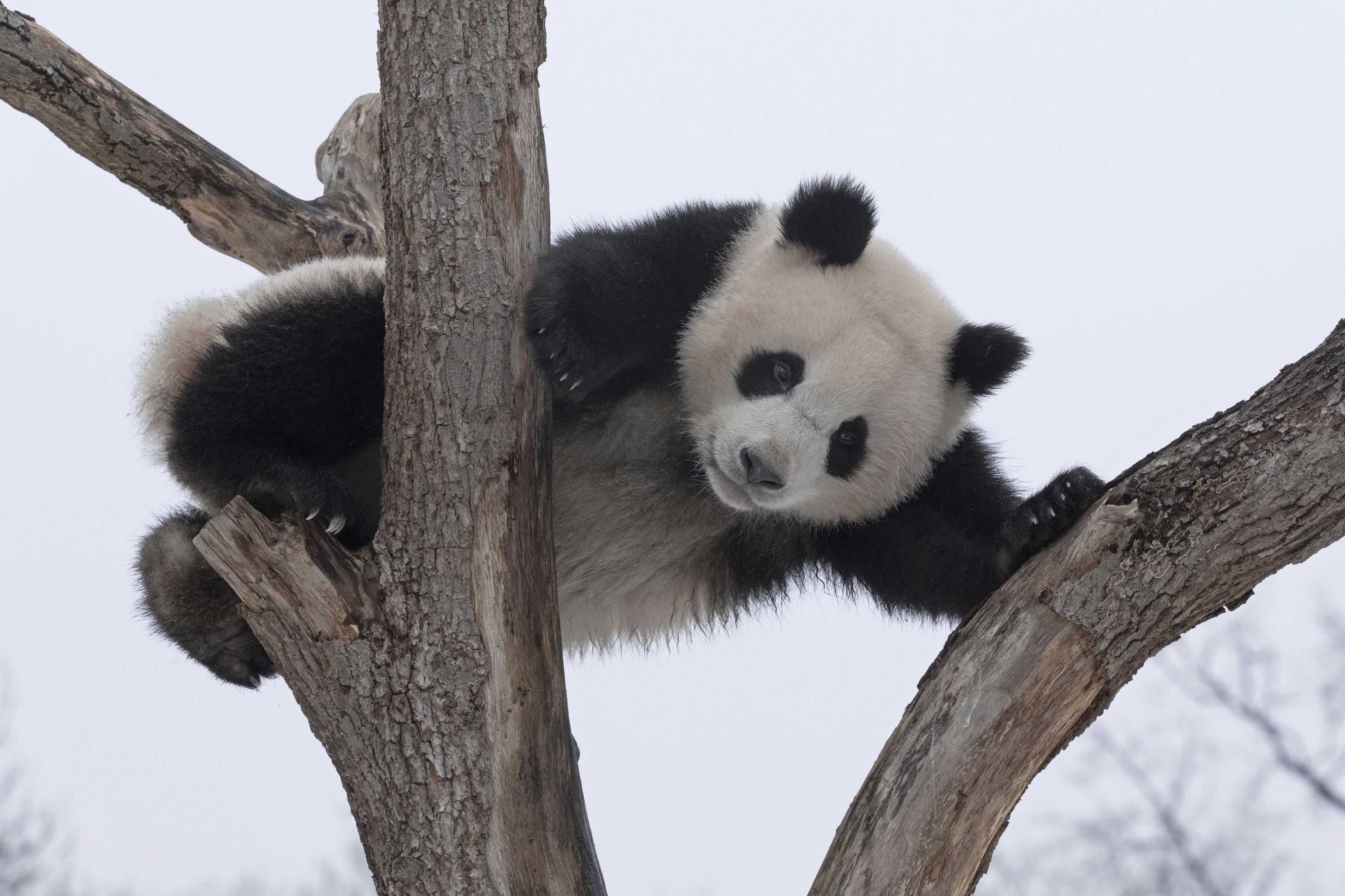 Zoo 16.02.2021 507 X