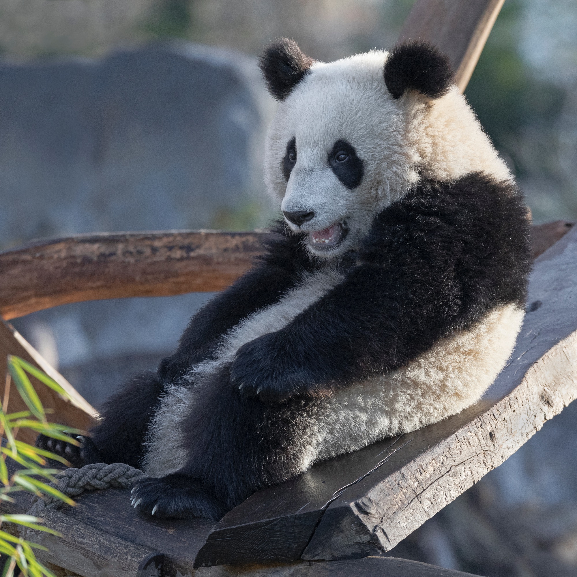 Zoo 19.12.2020 217 1