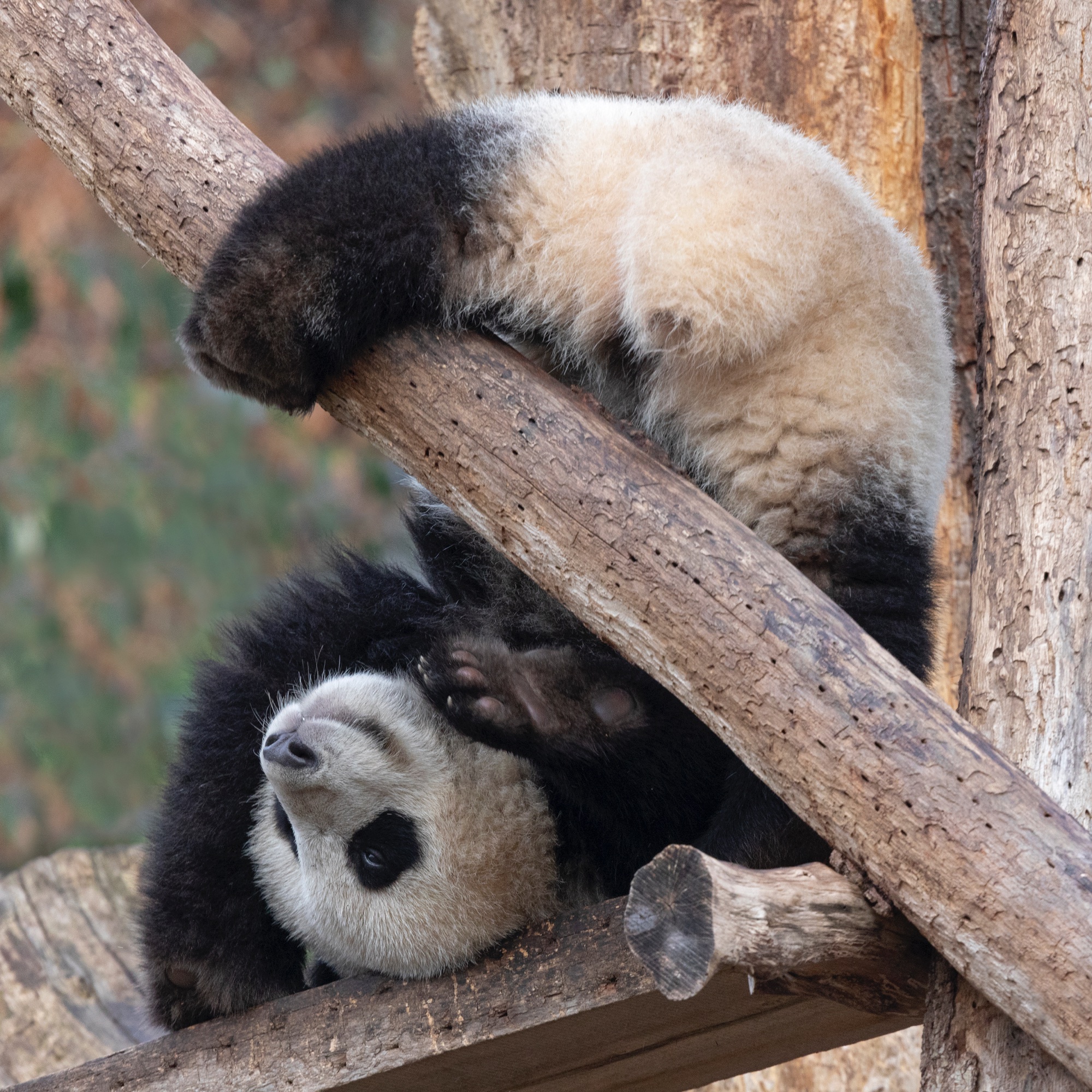 Zoo 29.12.2020 059 1