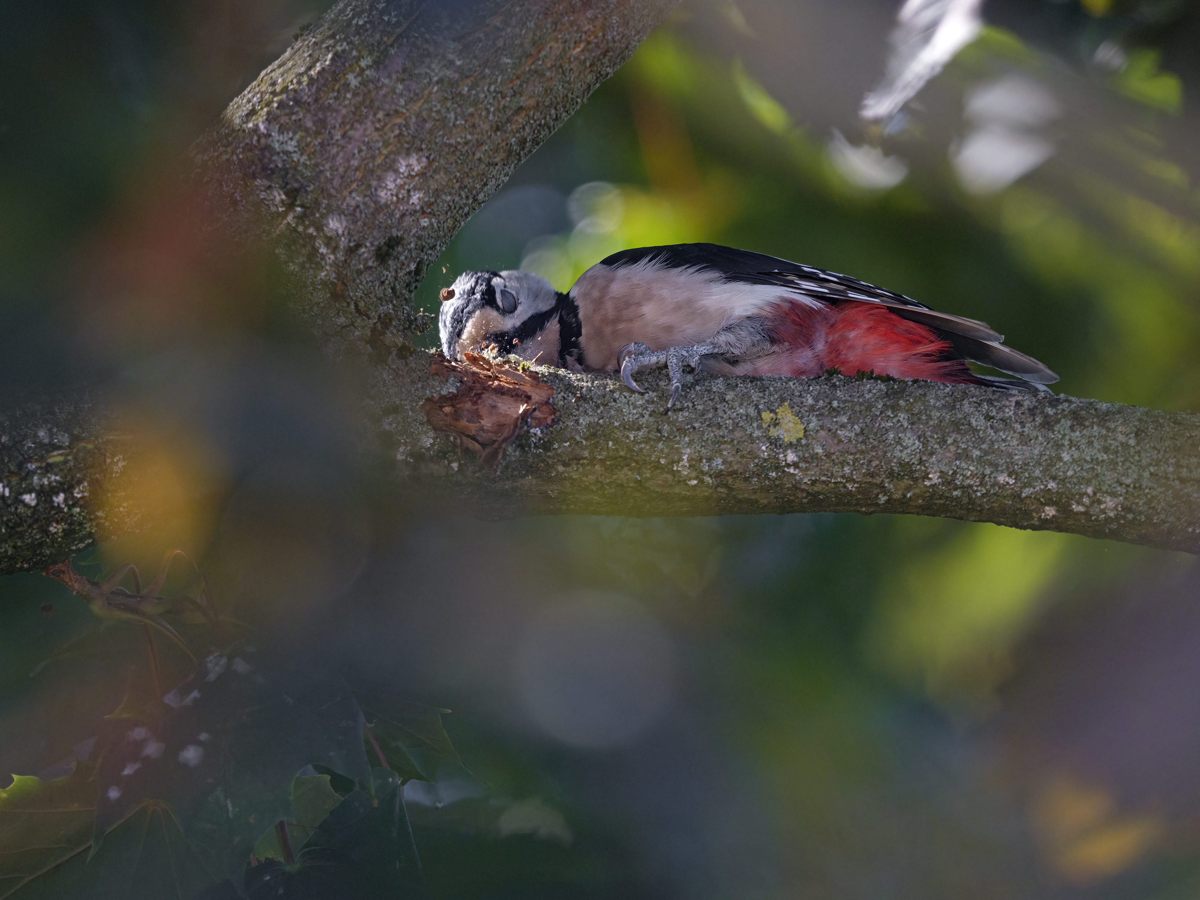 Buntspecht bei der ...