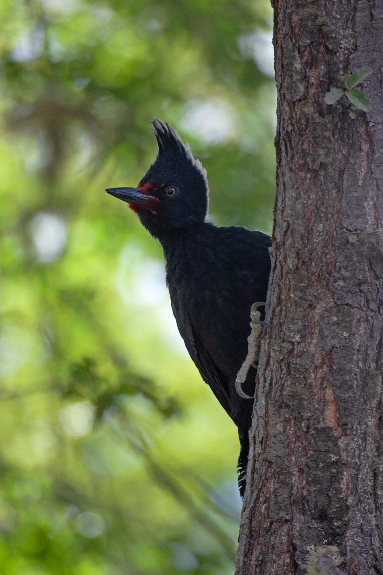 weiblicher Magellanspecht