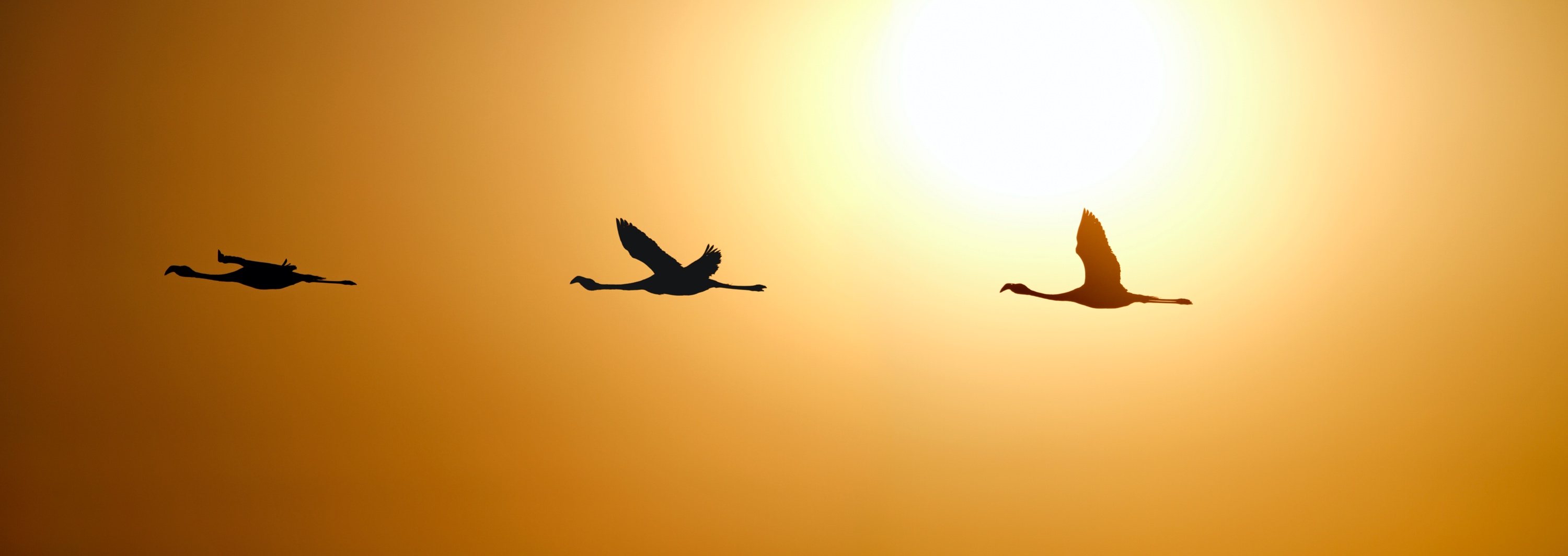 Flamingos am Abendhimmel, Atacamawüste