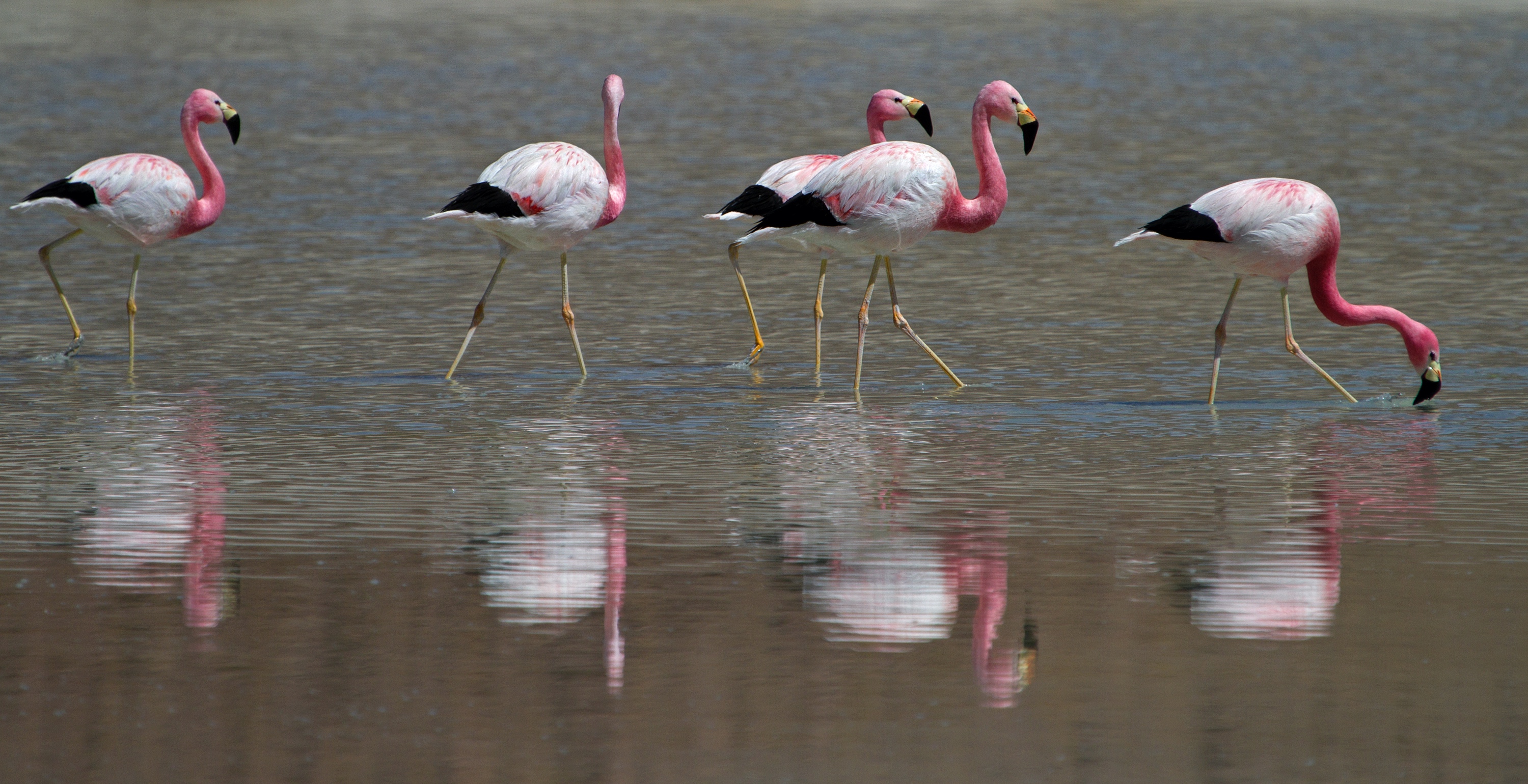 Flamingos