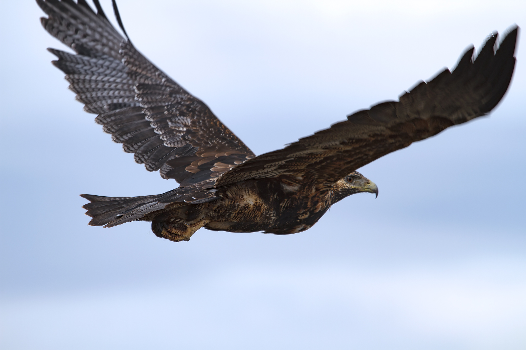 Junger Andenbussard
