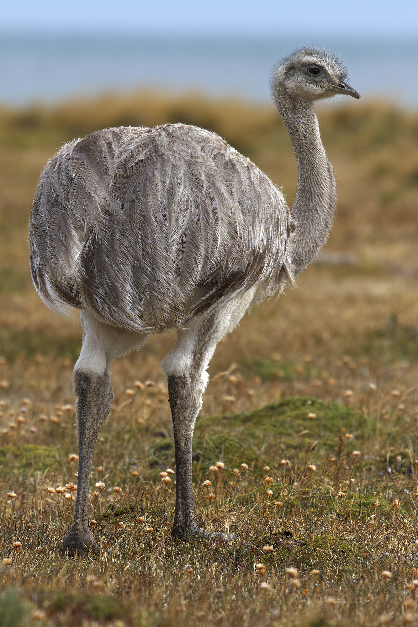 Nandu
