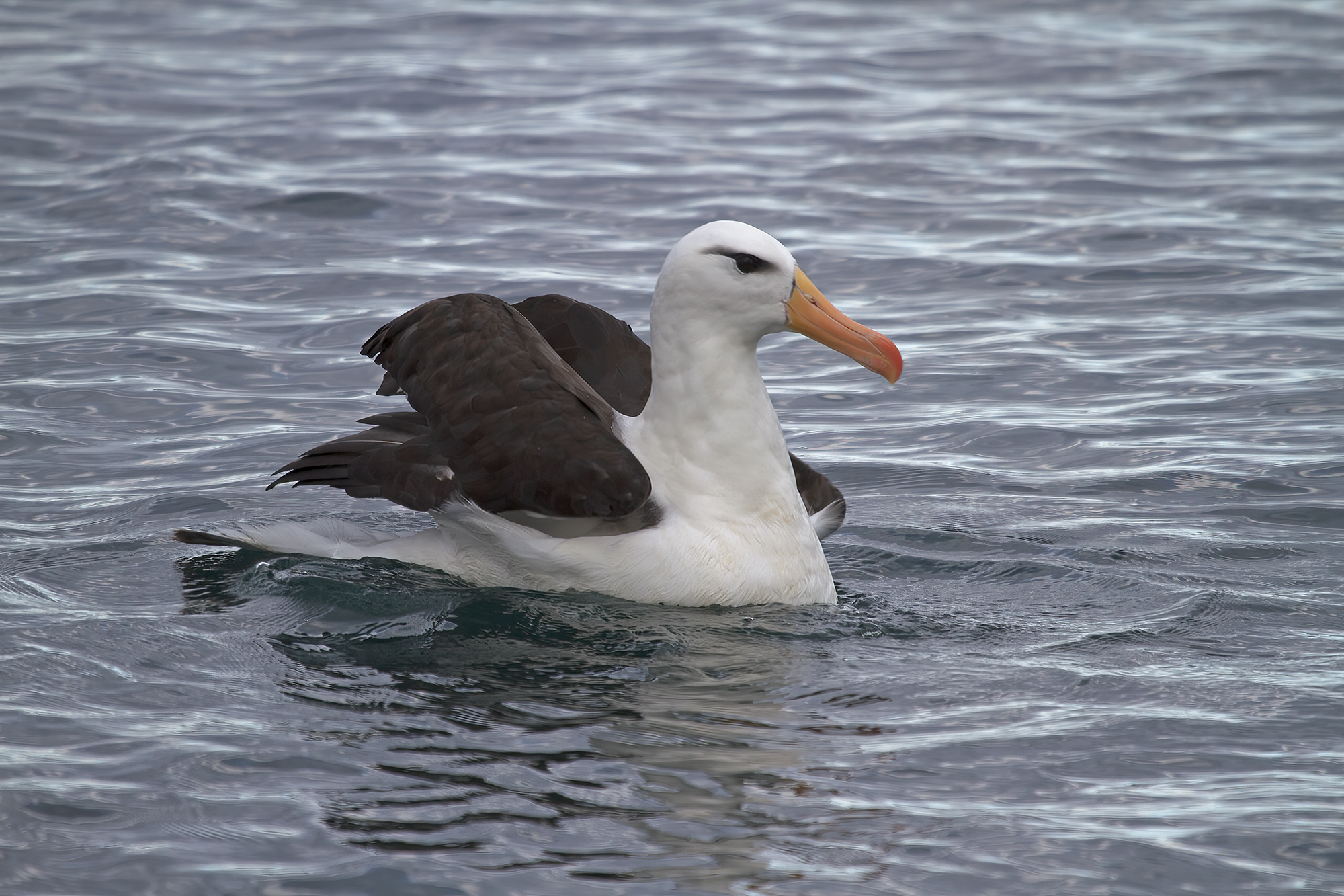 Schwarzbrauenalbatros