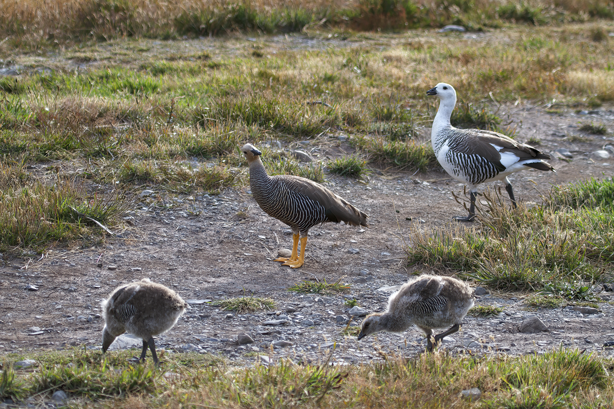Magellangans-Familie