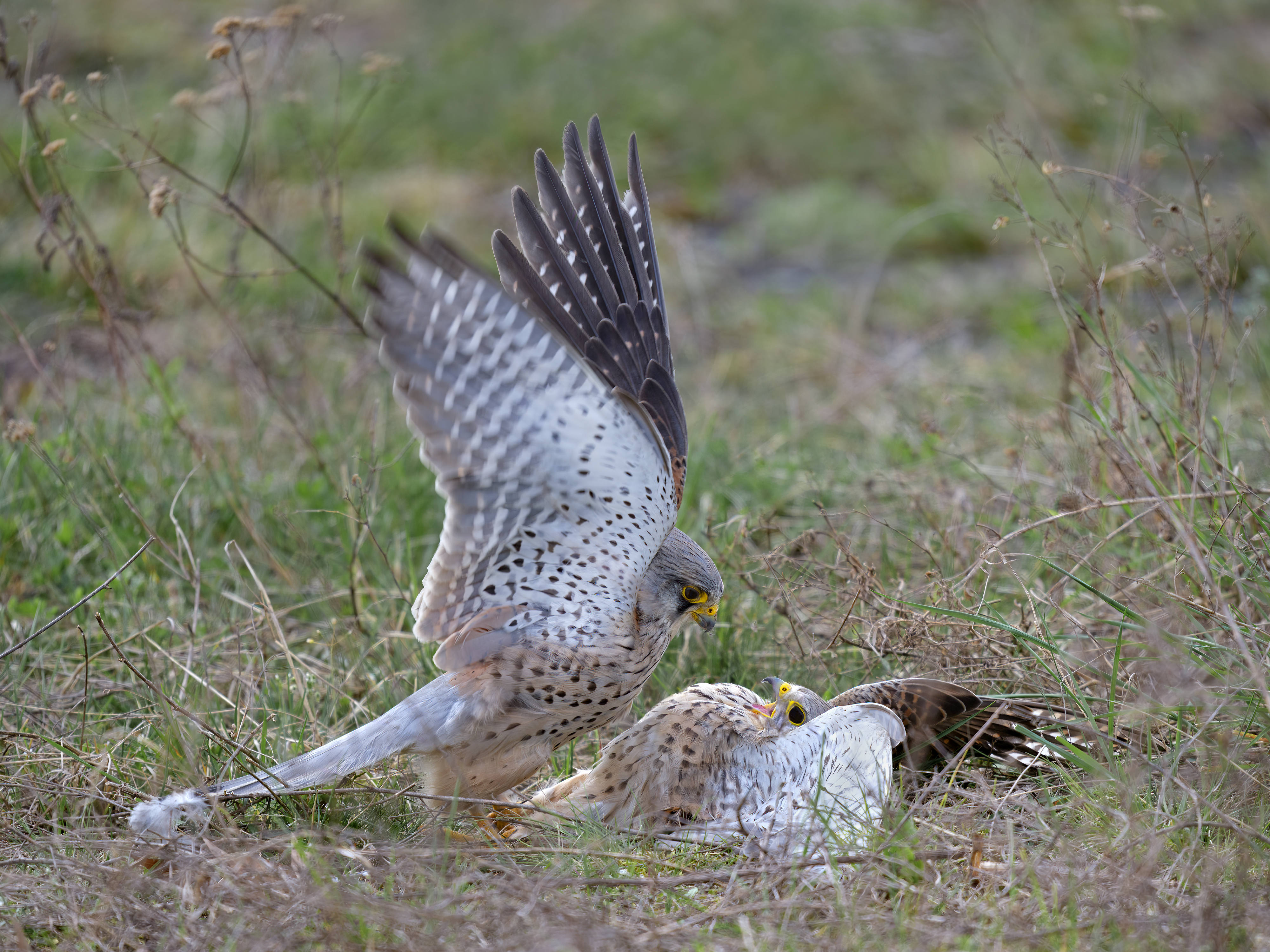 Zwei Turmfalken (Falco tinnunculus) kämpfen am Boden