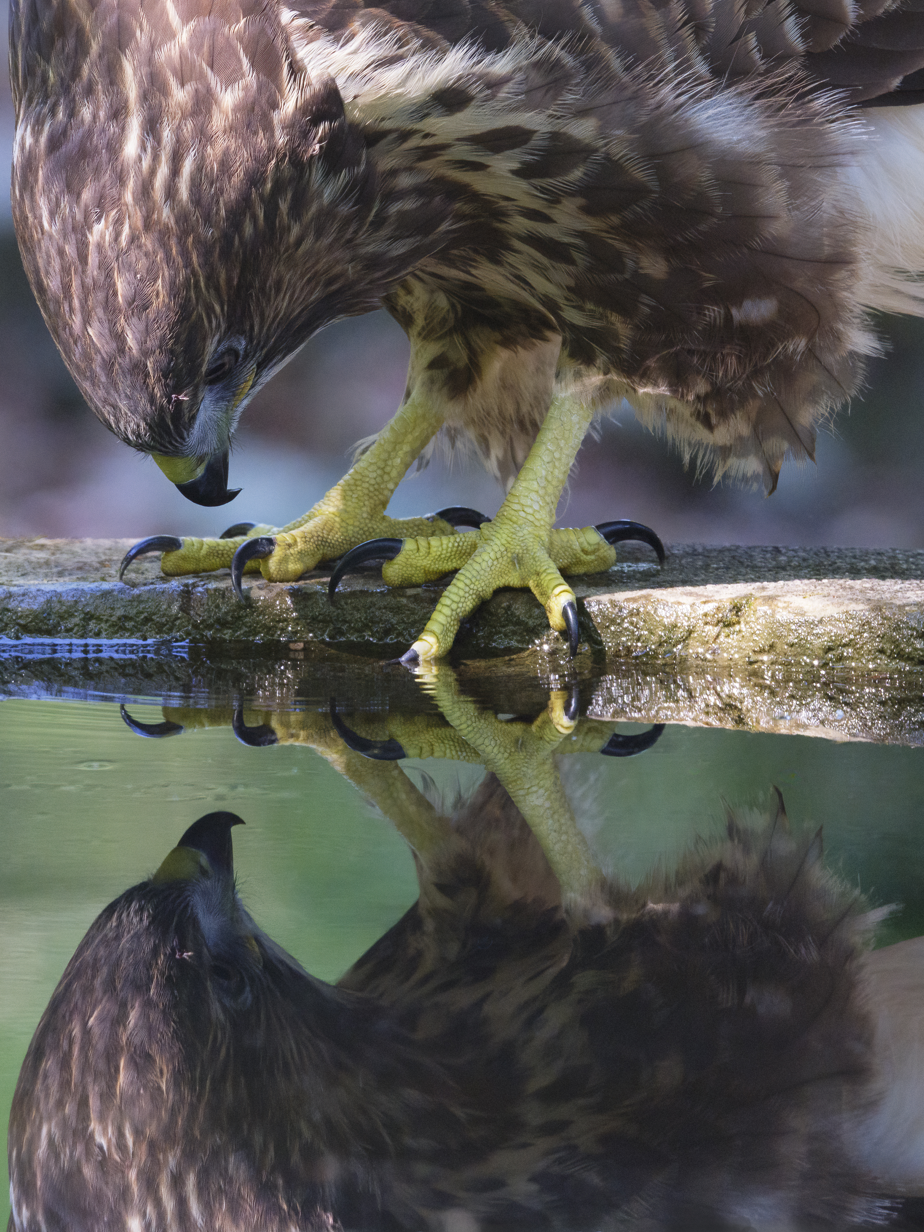 Spieglein, Spieglein ...