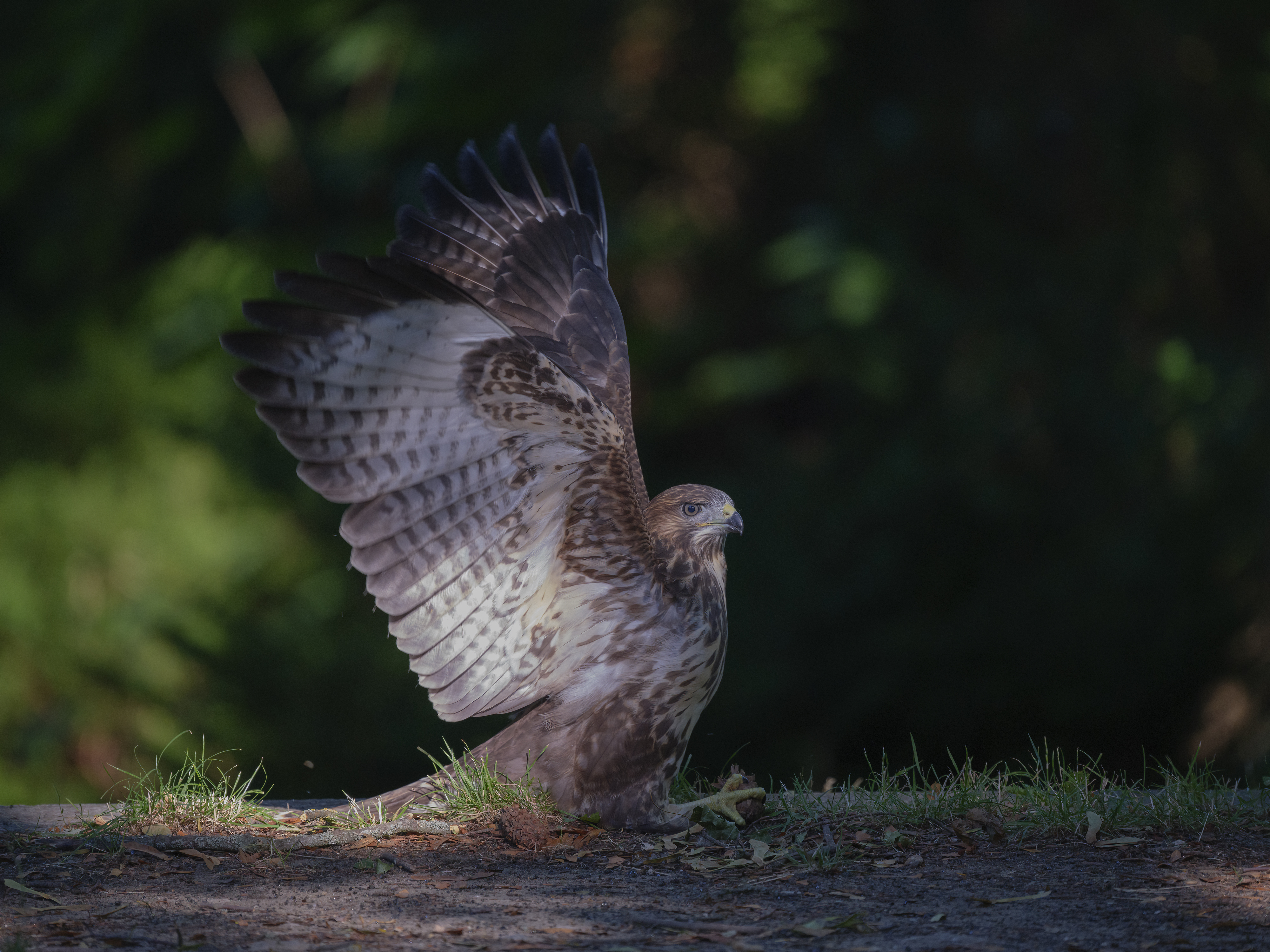 Der junge Bussard ...