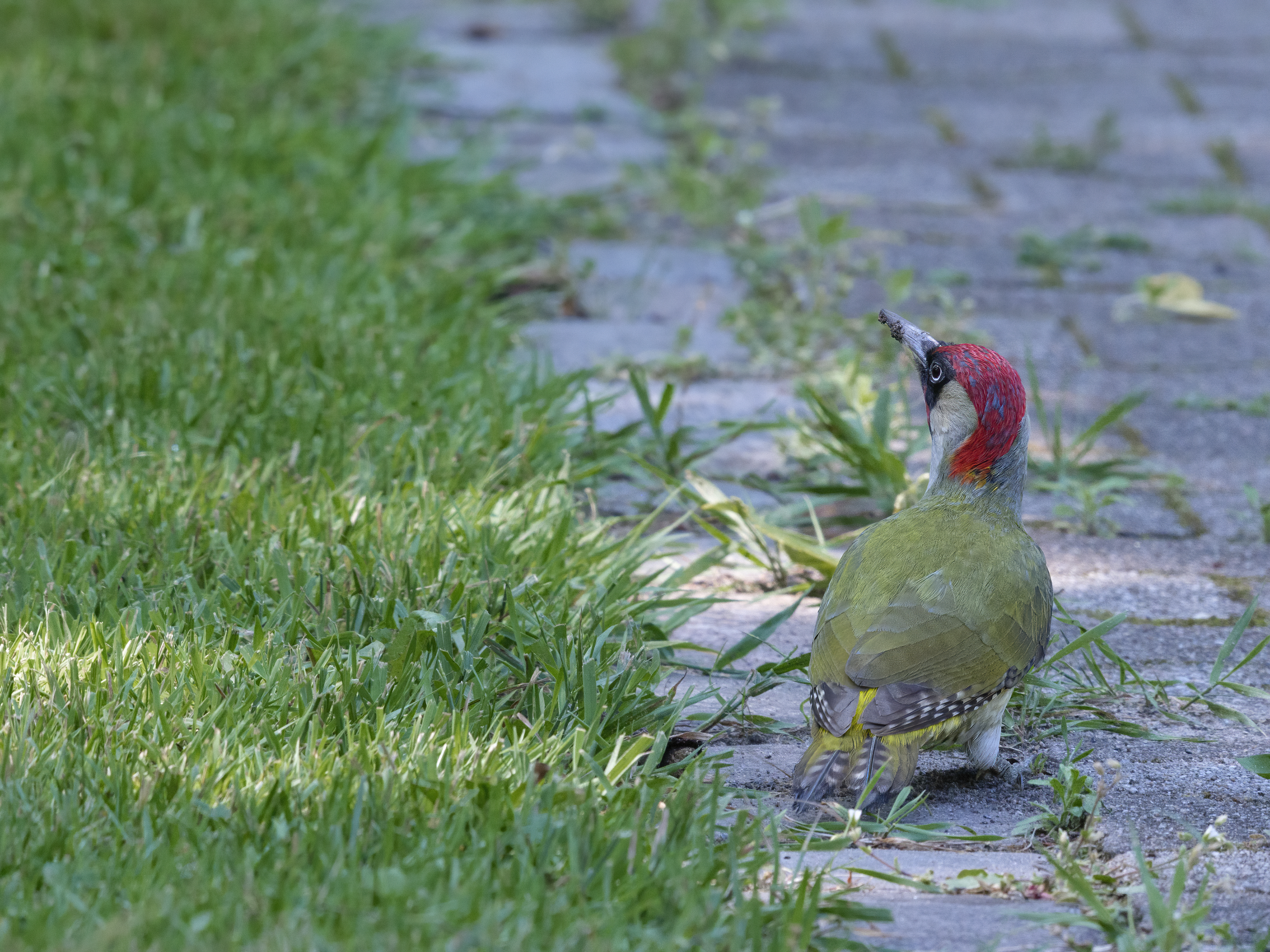 Grünspecht-Männchen