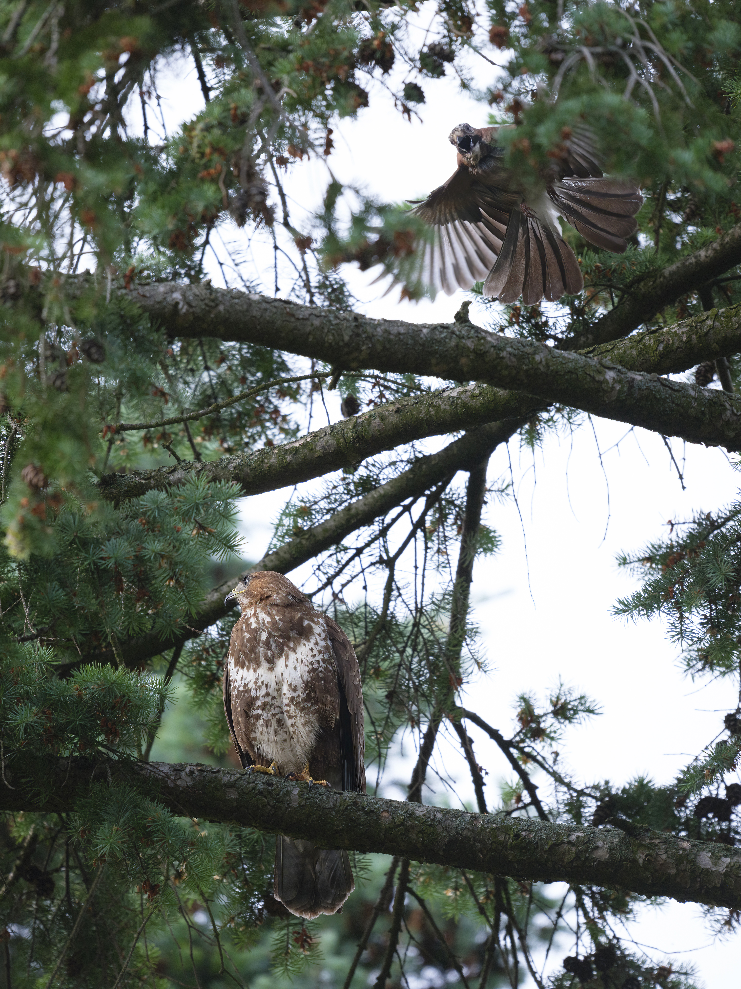 Der Eichelhäher ist …