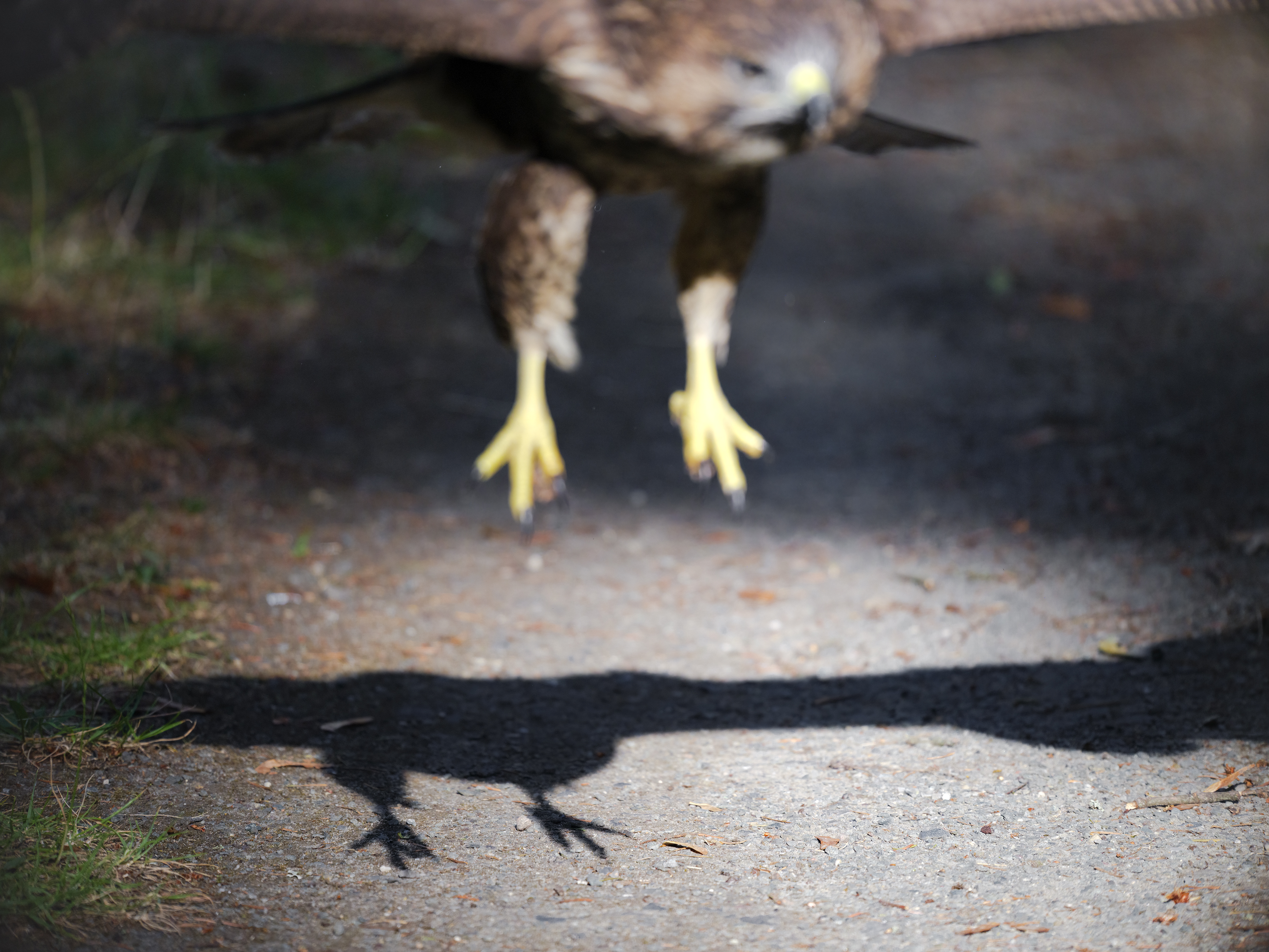 Der Vogel, der schneller ...