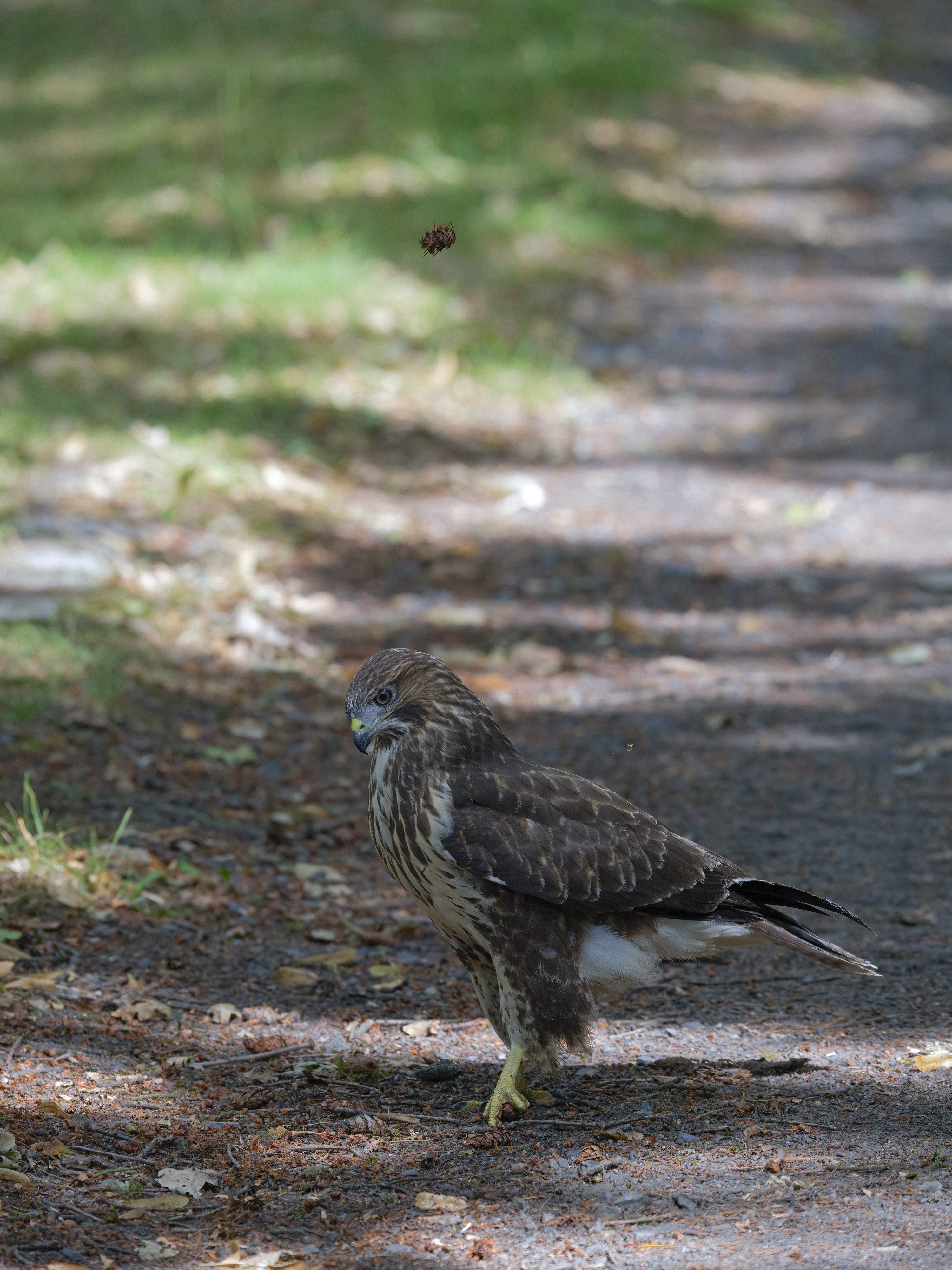 Tannenzapfen-Hochwurf