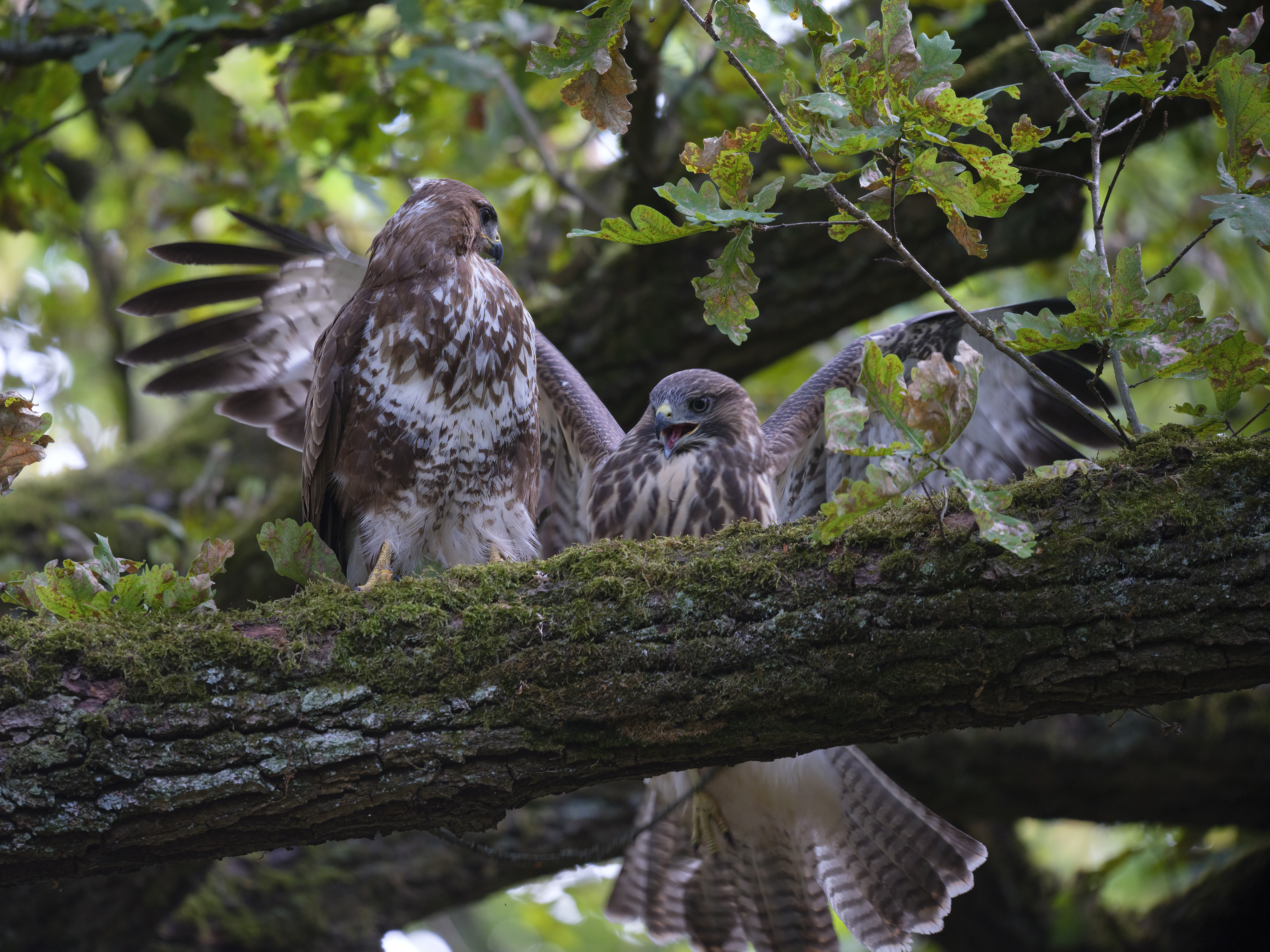 Der Jungvogel wollte ...