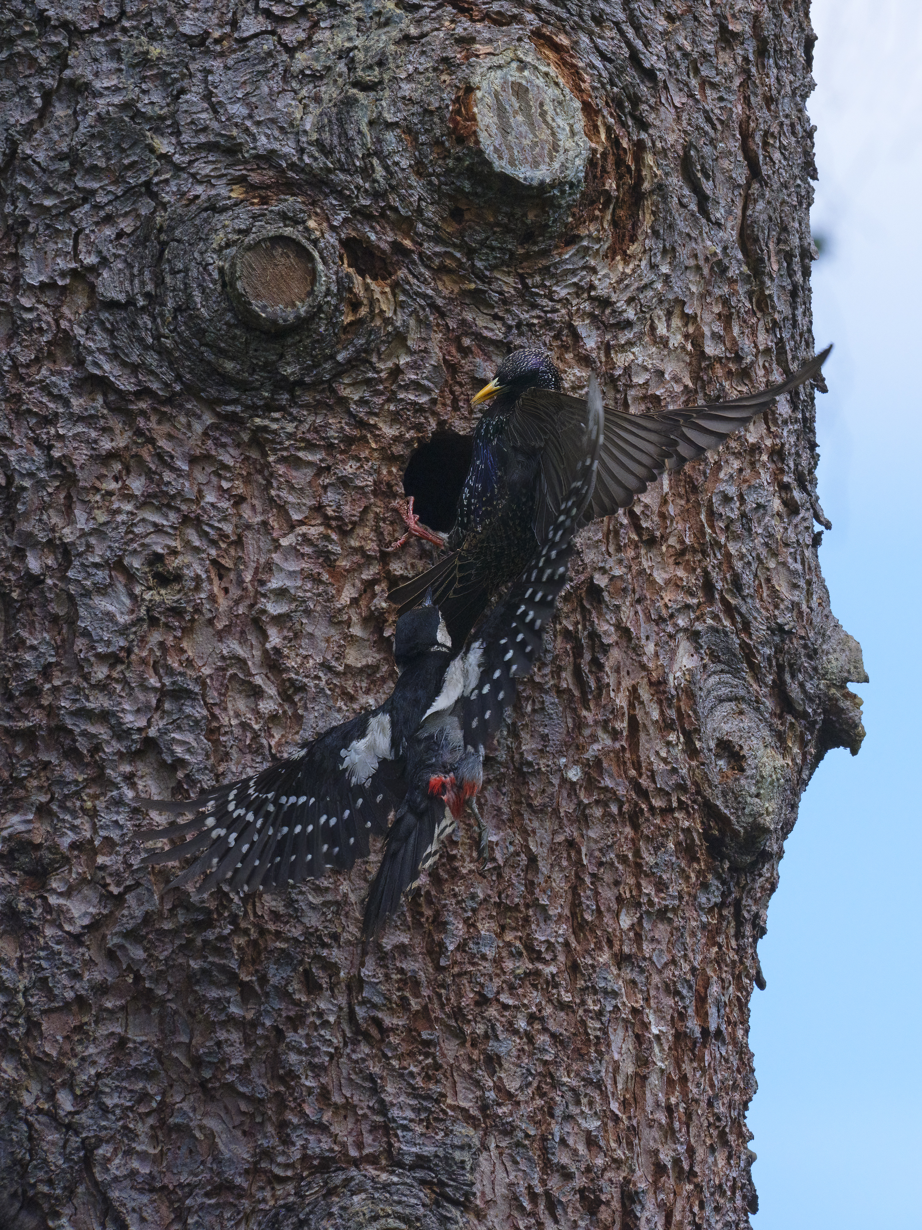 Das Buntspecht-Weibchen ...