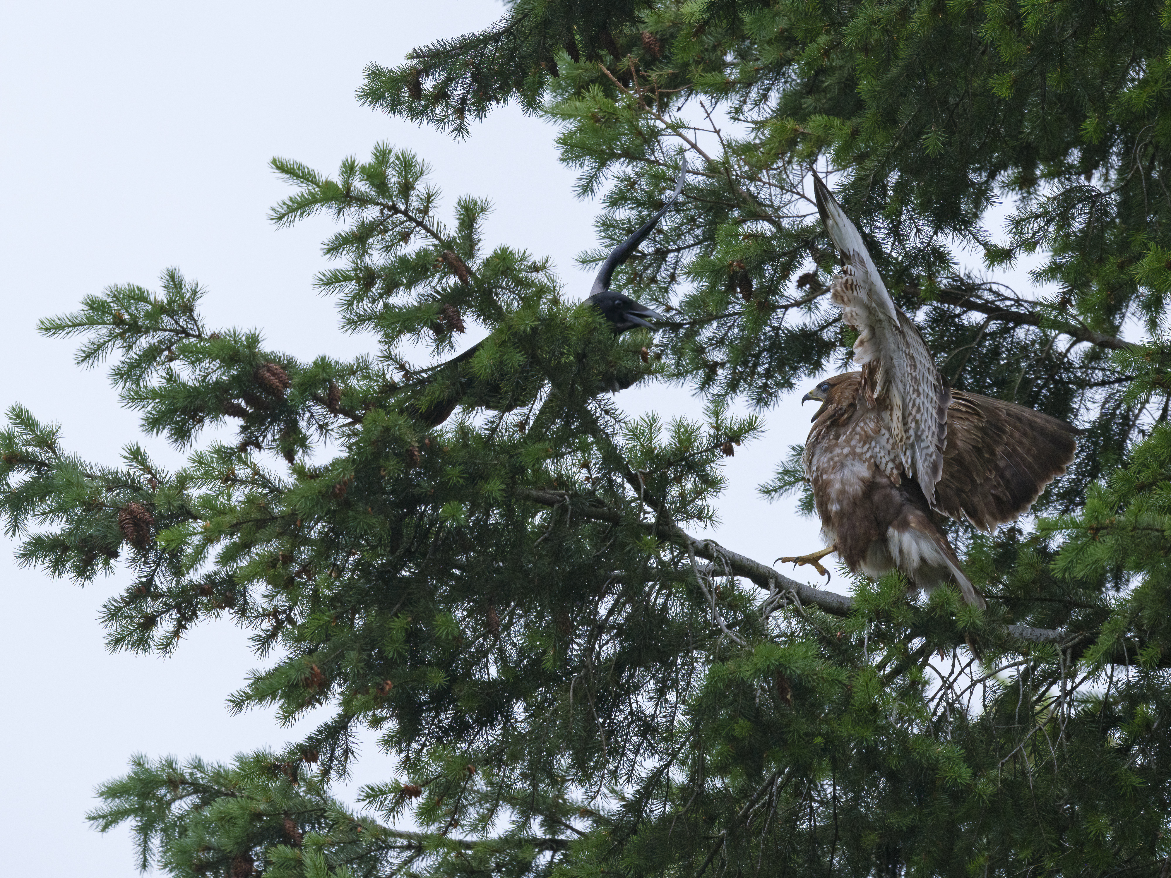 Nebelkrähe attackiert ...