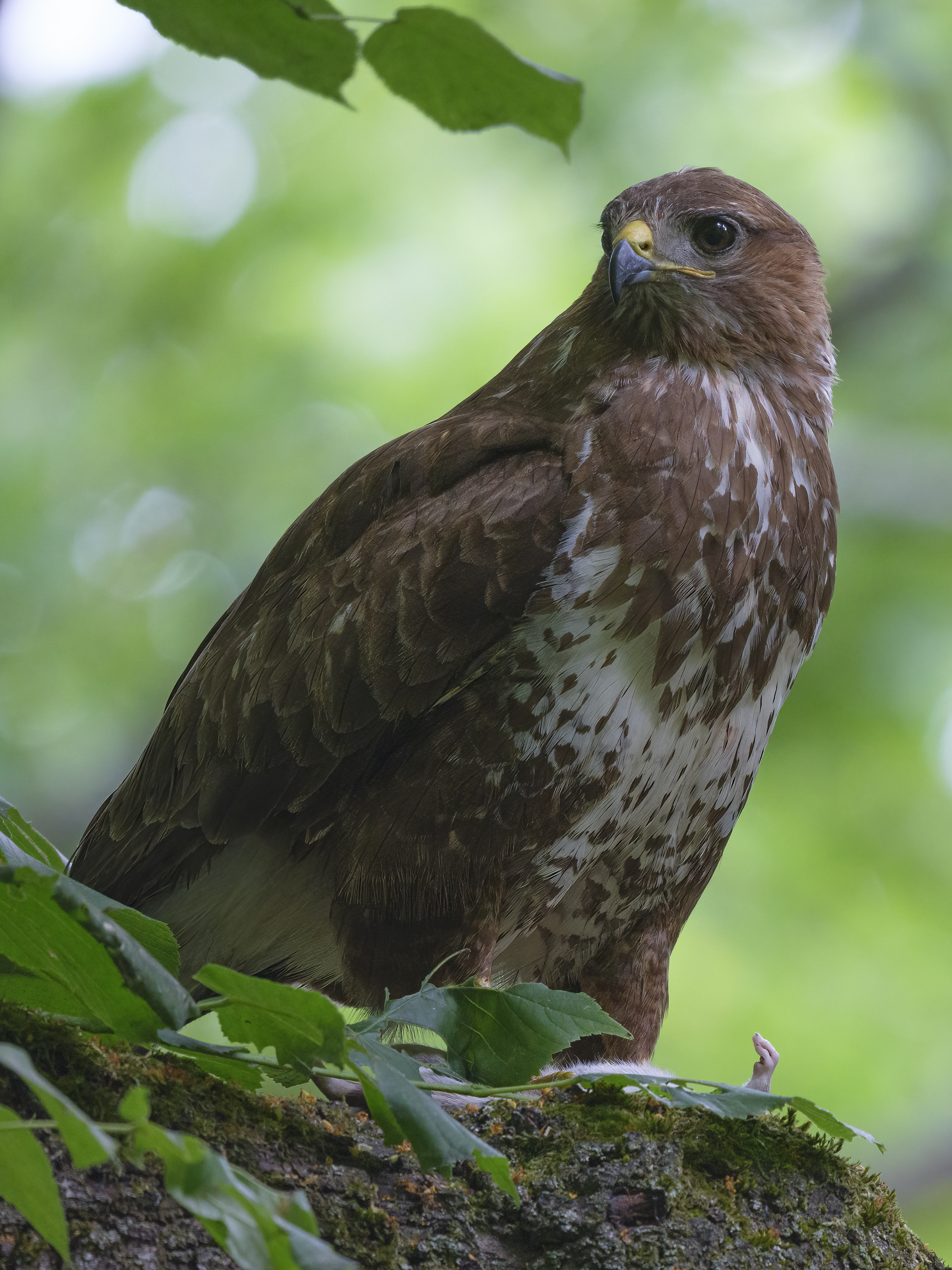 Äh, hallo, 'tschuldigung, ...