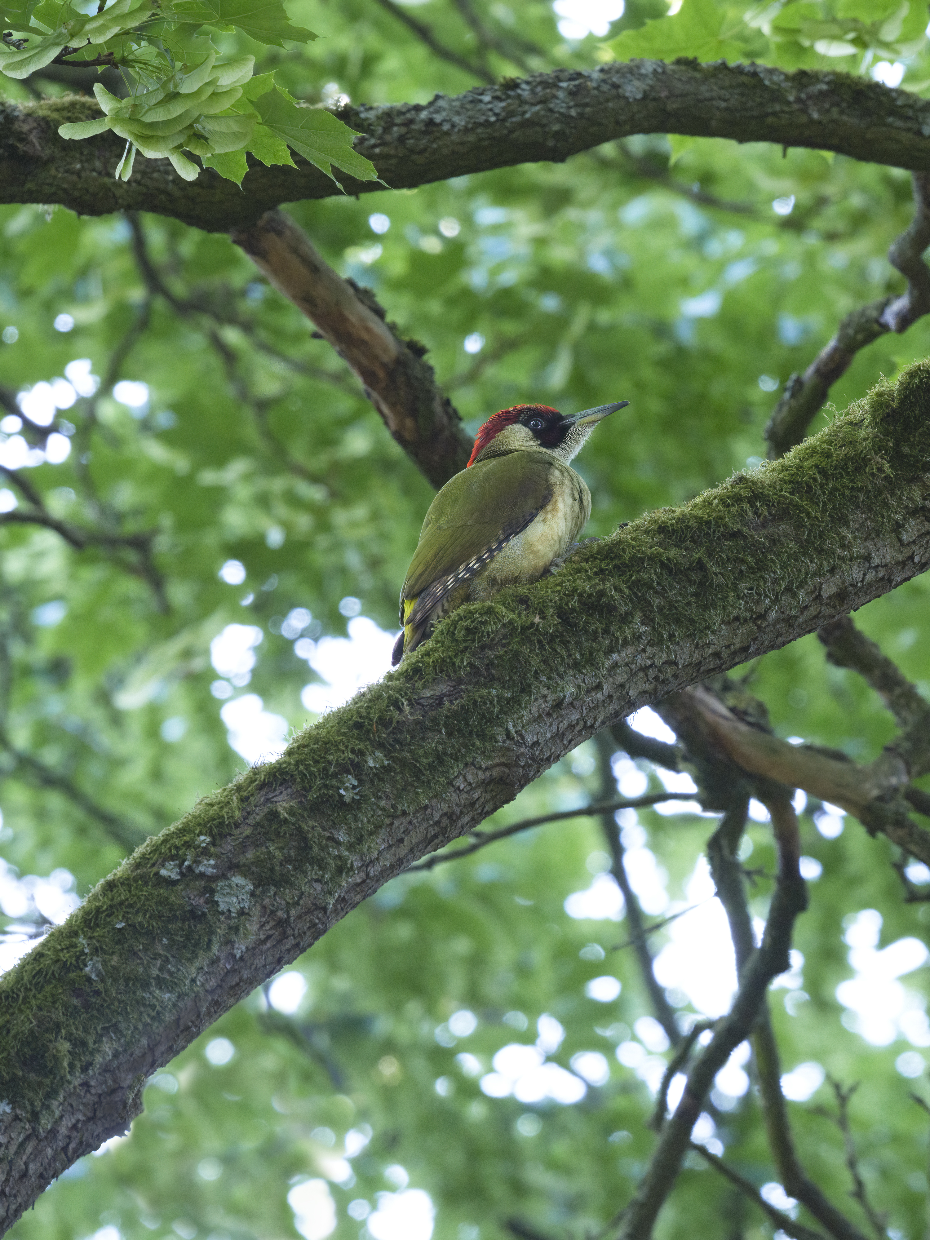 Der Grünspecht ist ...