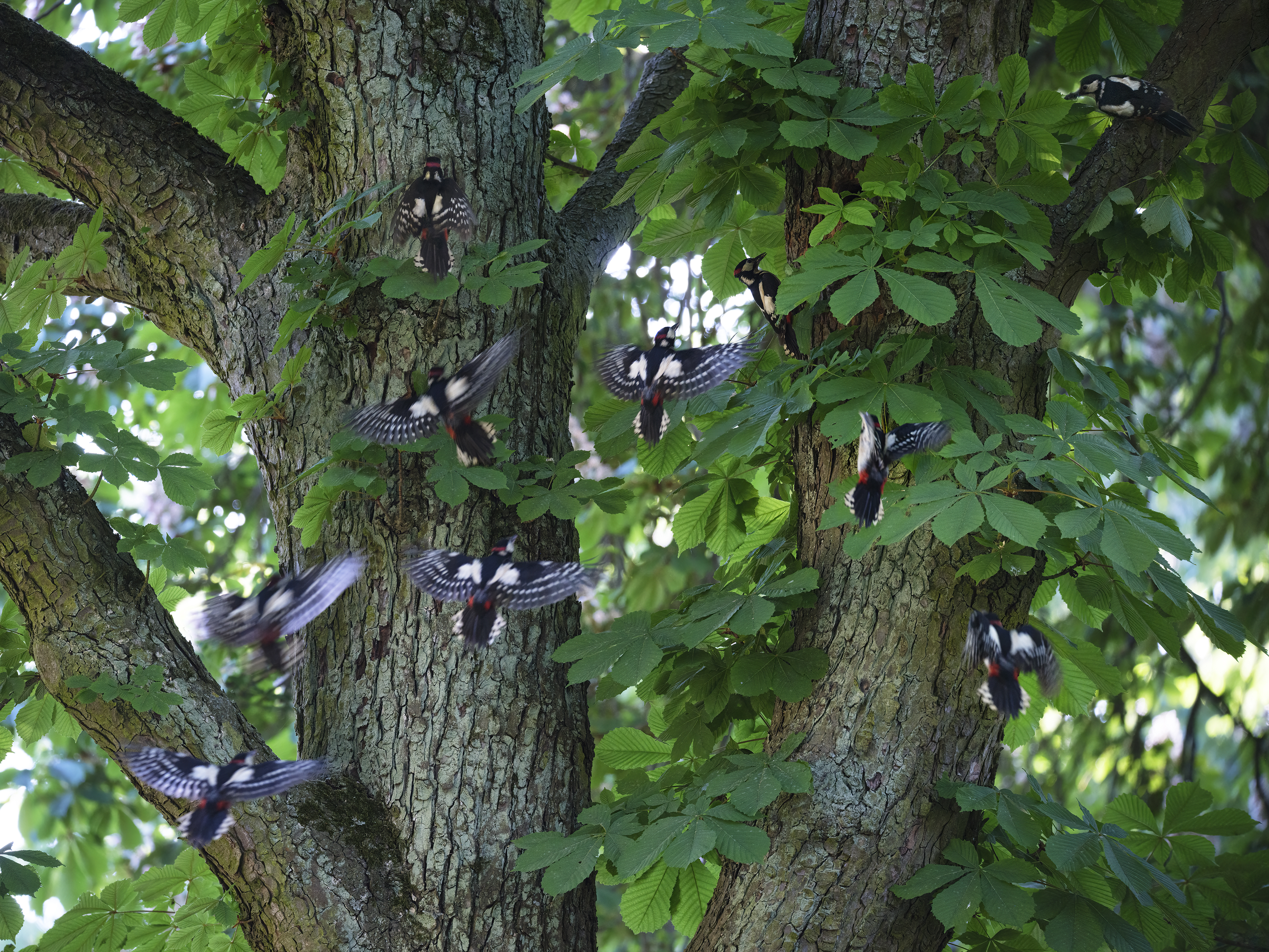 Das Männchen fliegt ...