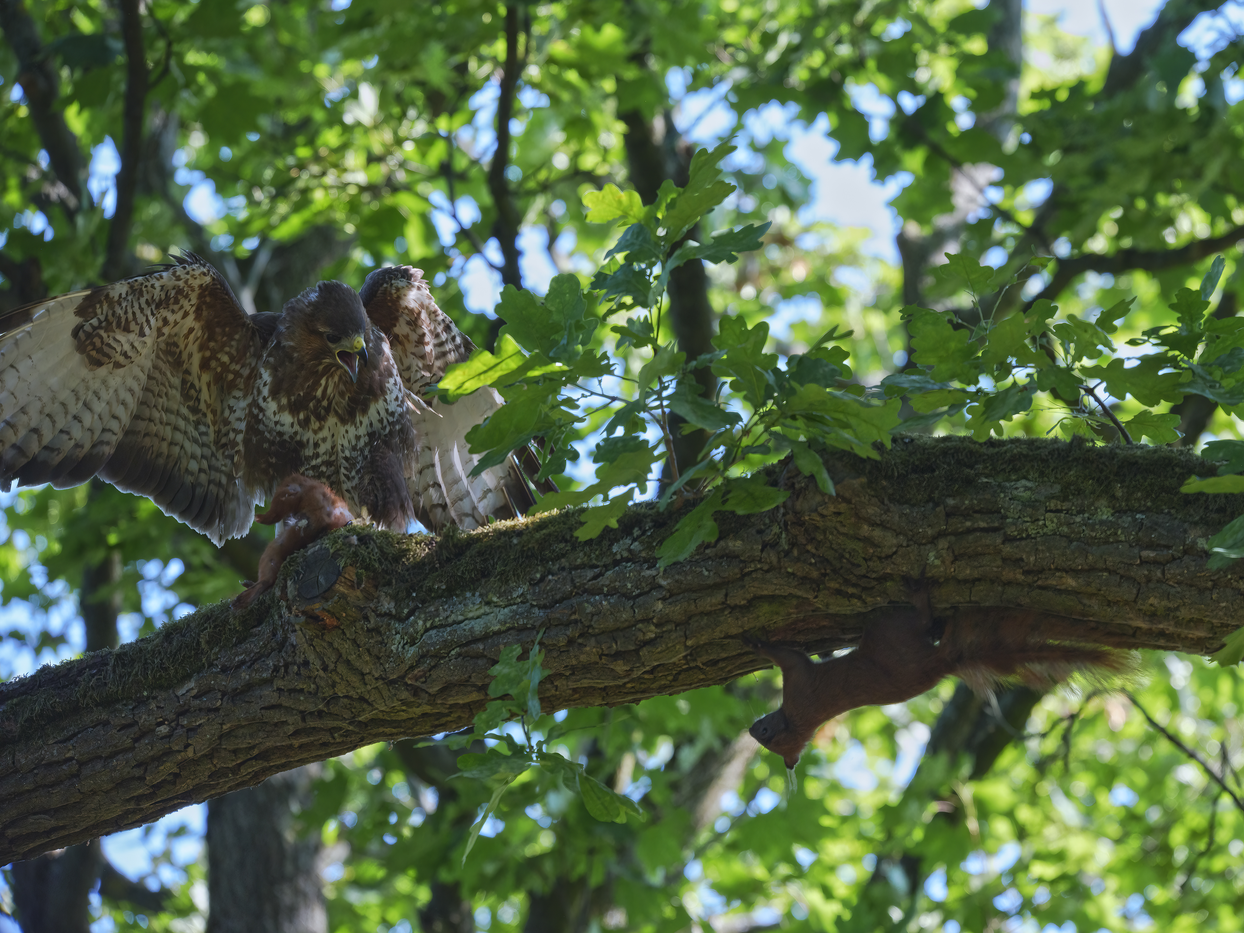Das Eichhörnchen hatte ...