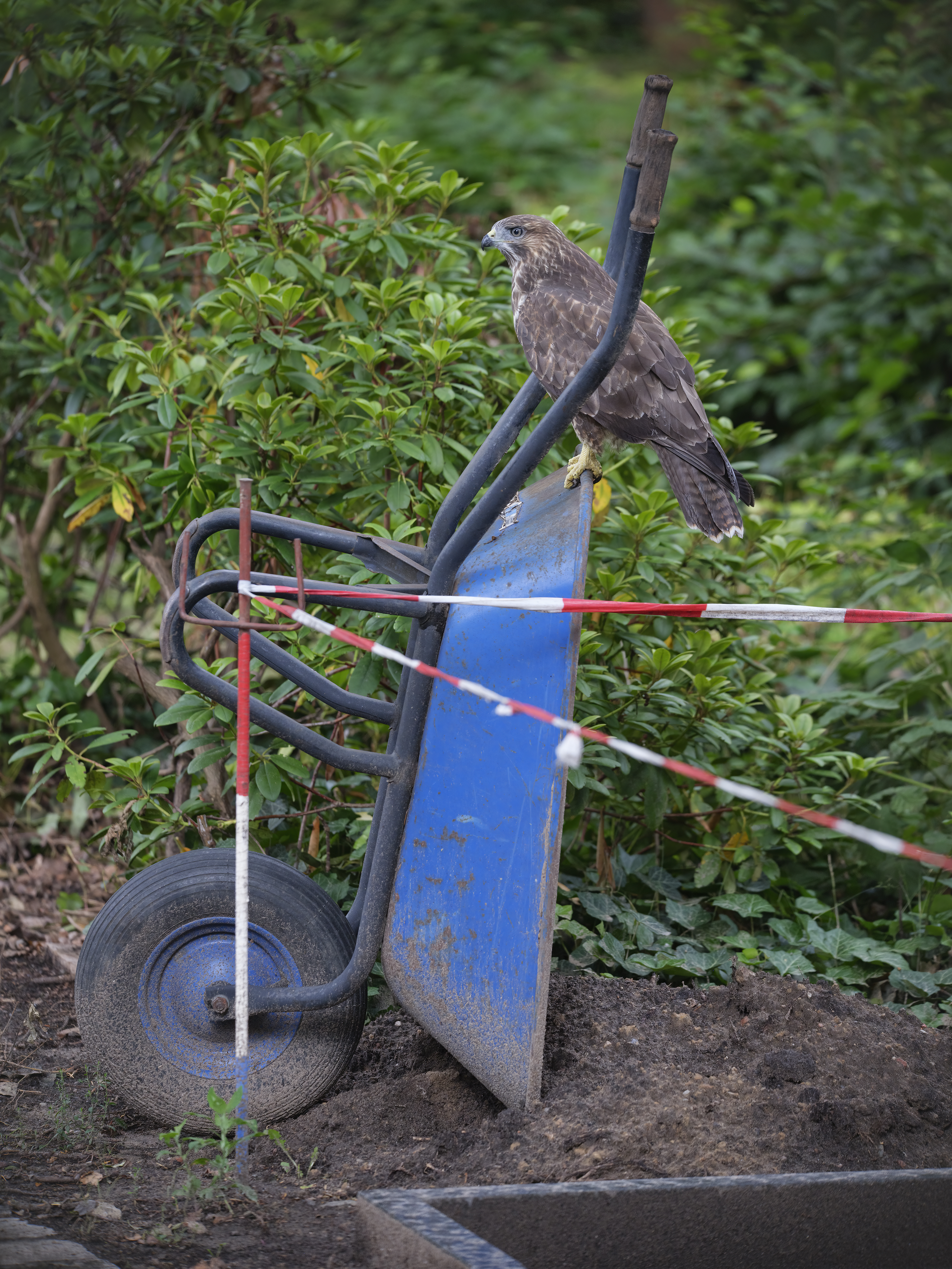 Wegen des frappierenden ...