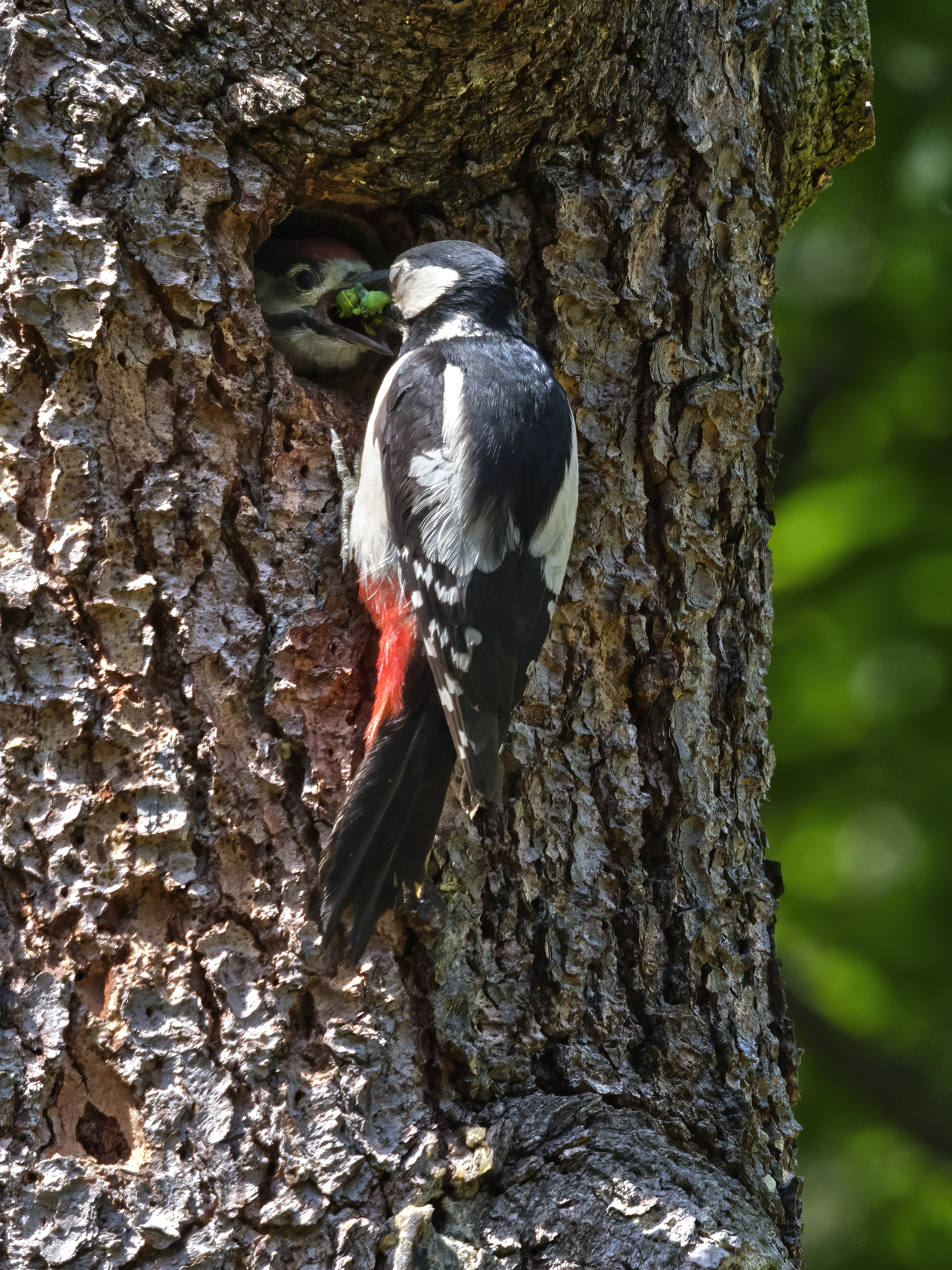 Der Jungvogel schaut jetzt ...