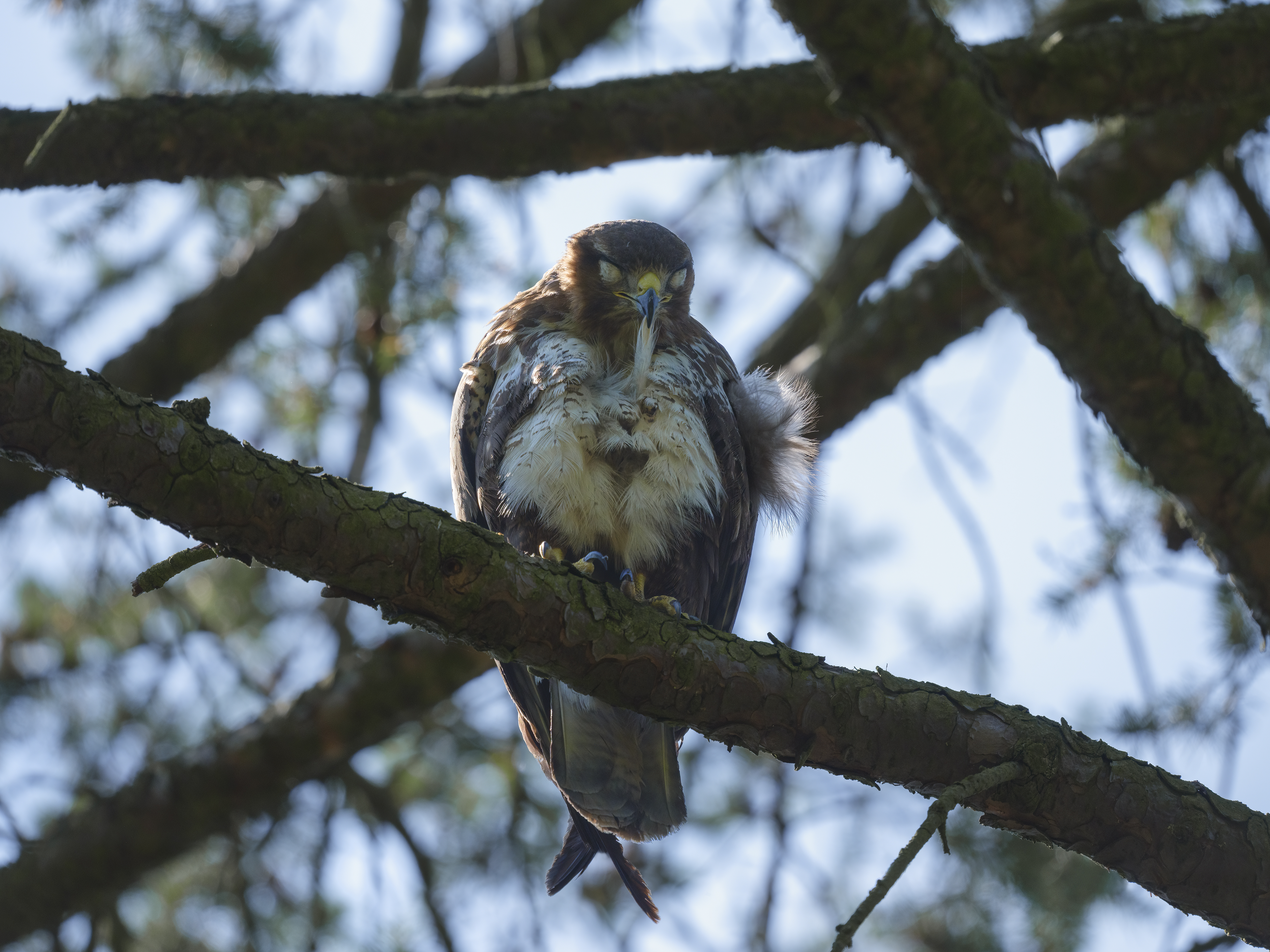 Gründliche Federpflege