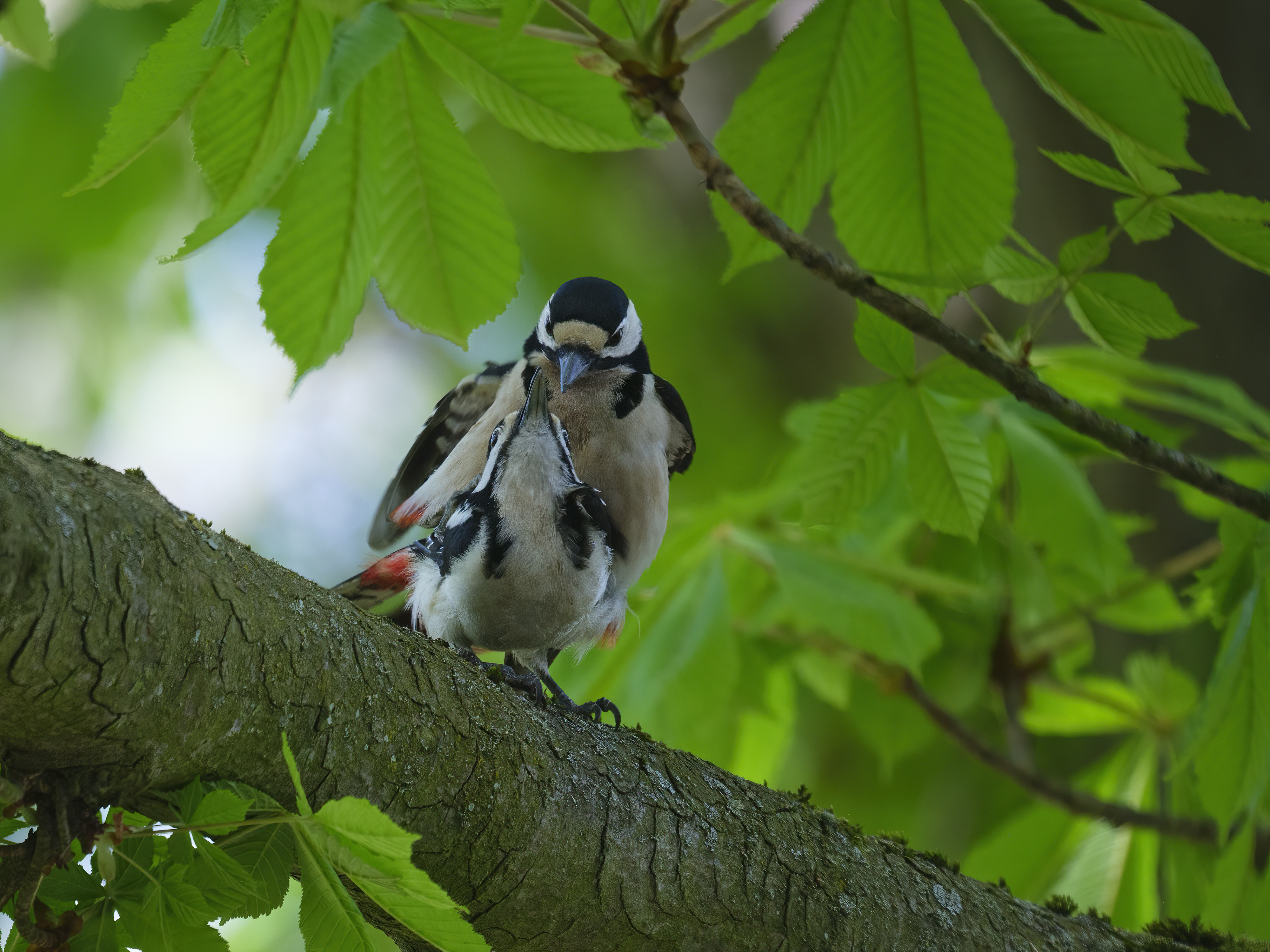 Und zwischen hämmern ...