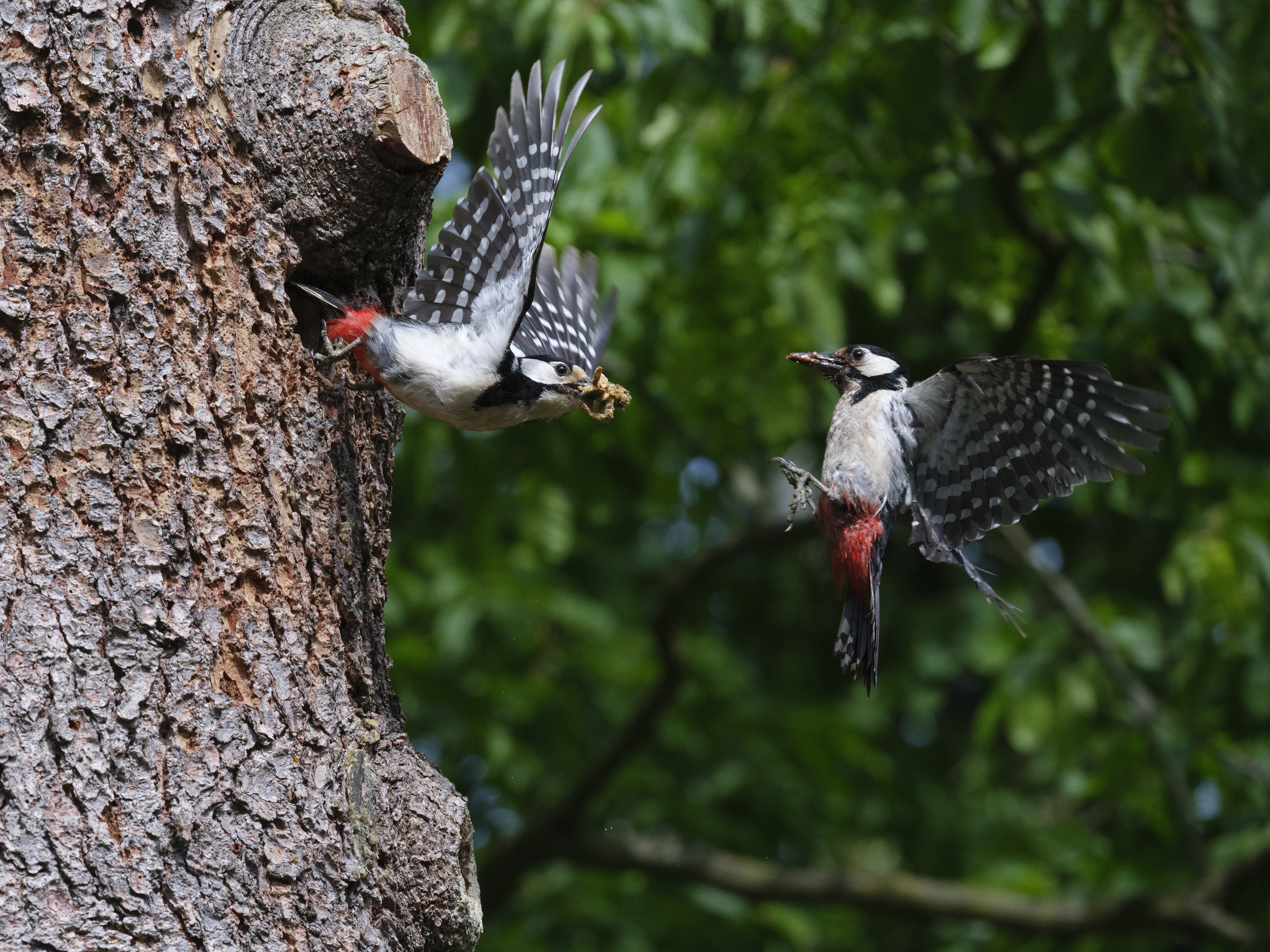 Viel Los bei den ...