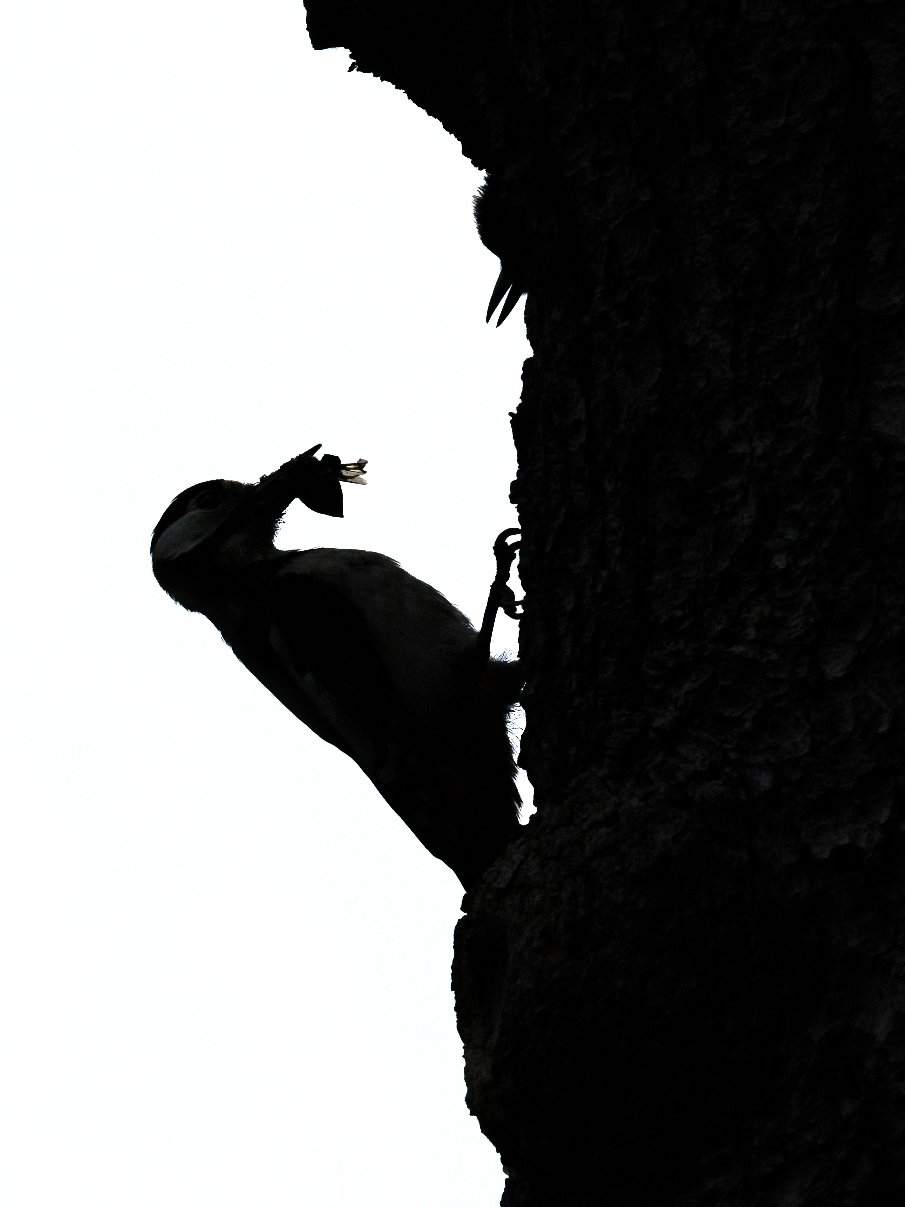 Buntspecht-Fütterung ...