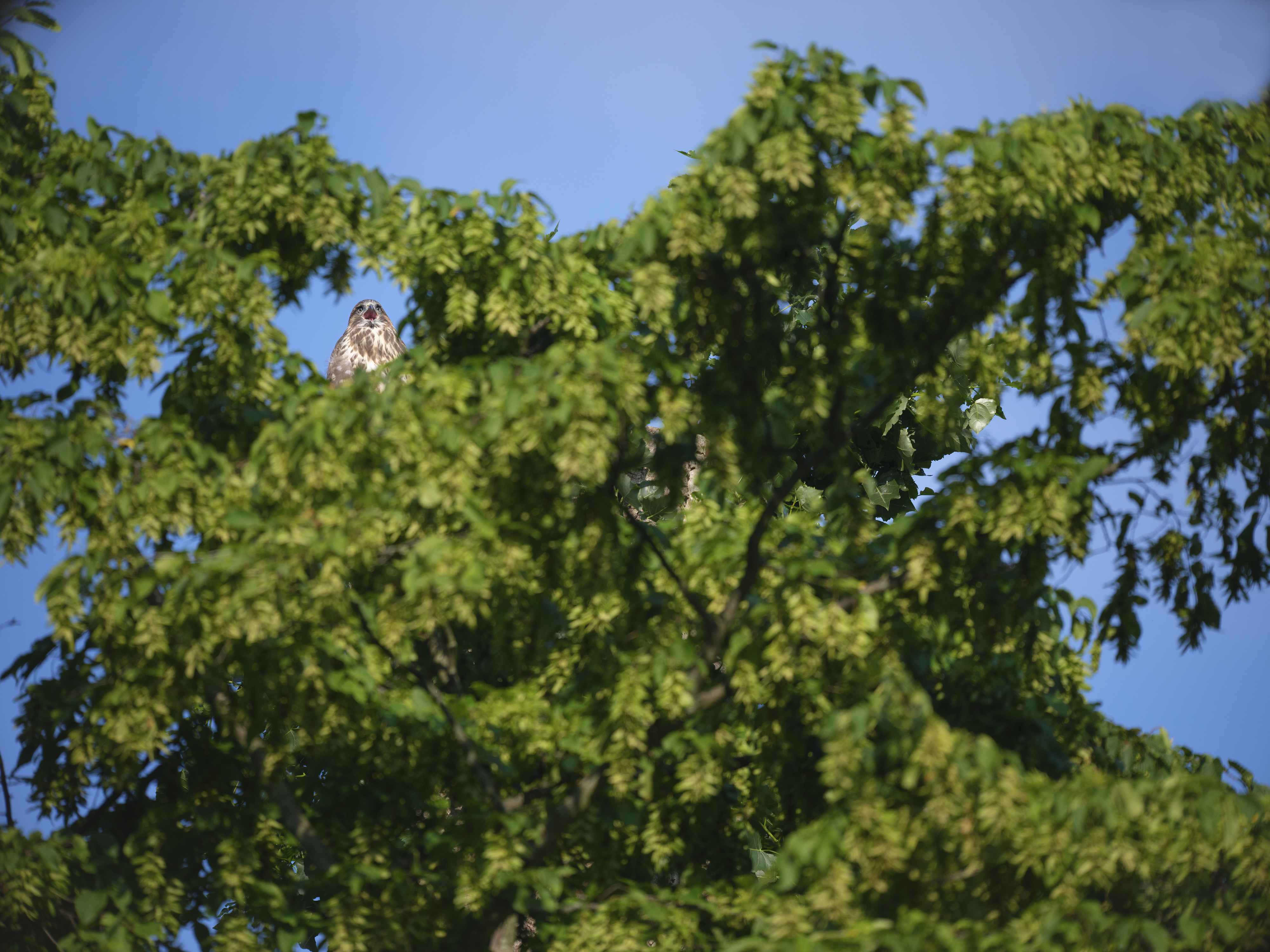 Früh morgens saß der ...