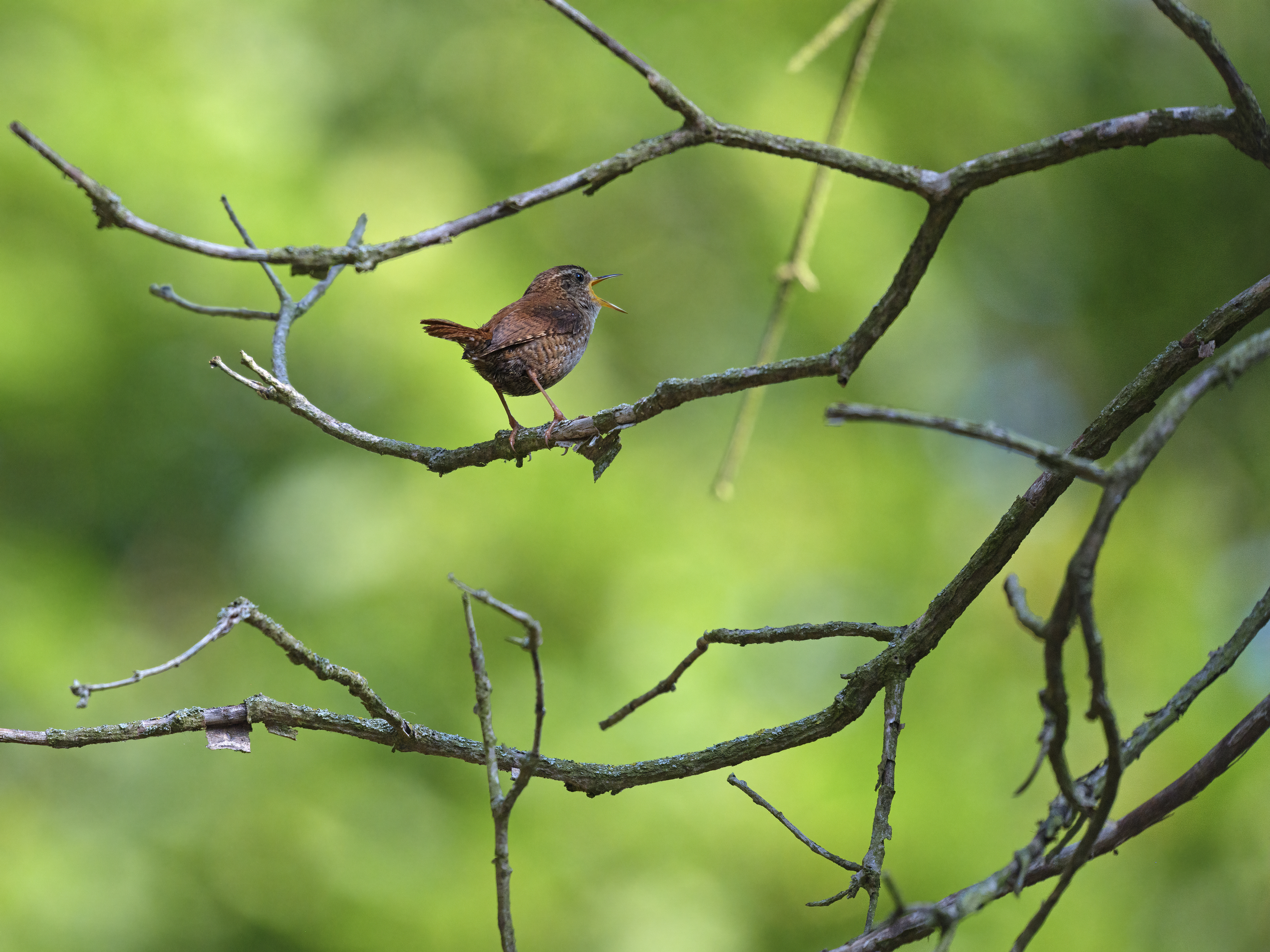 Trällernder Zaunkönig