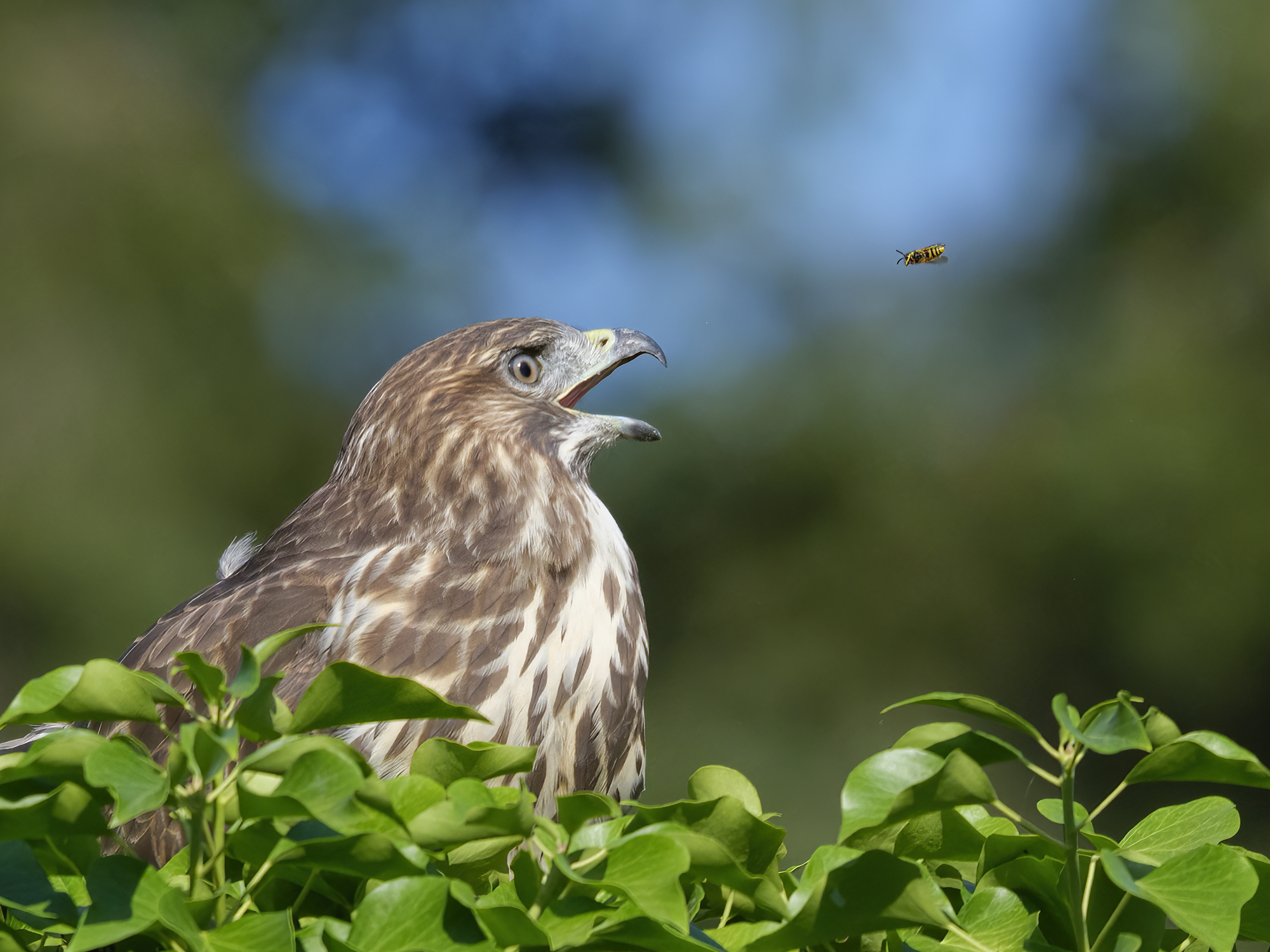 Die Wespe und der Bussard