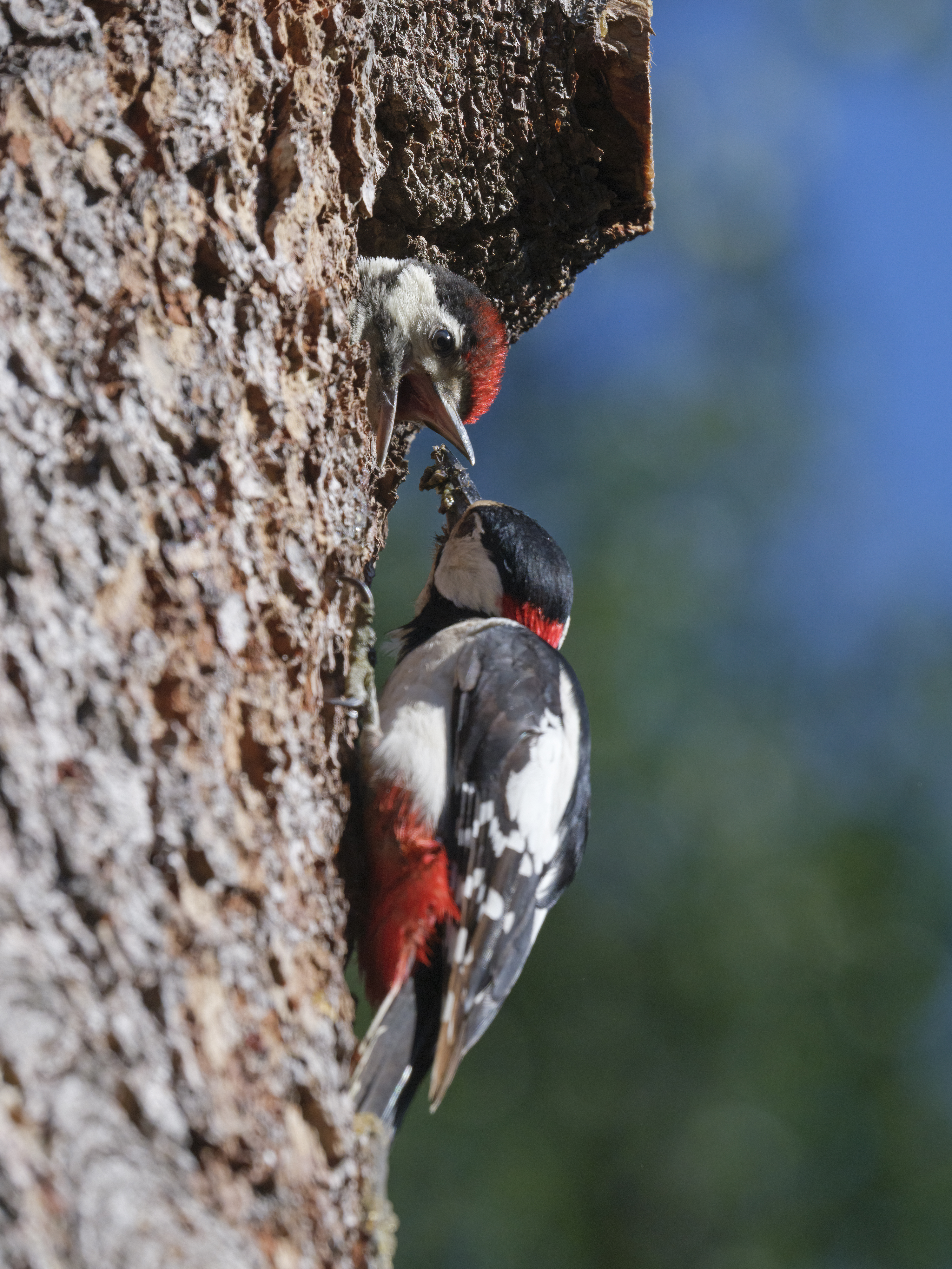 Fütterung des jungen ...