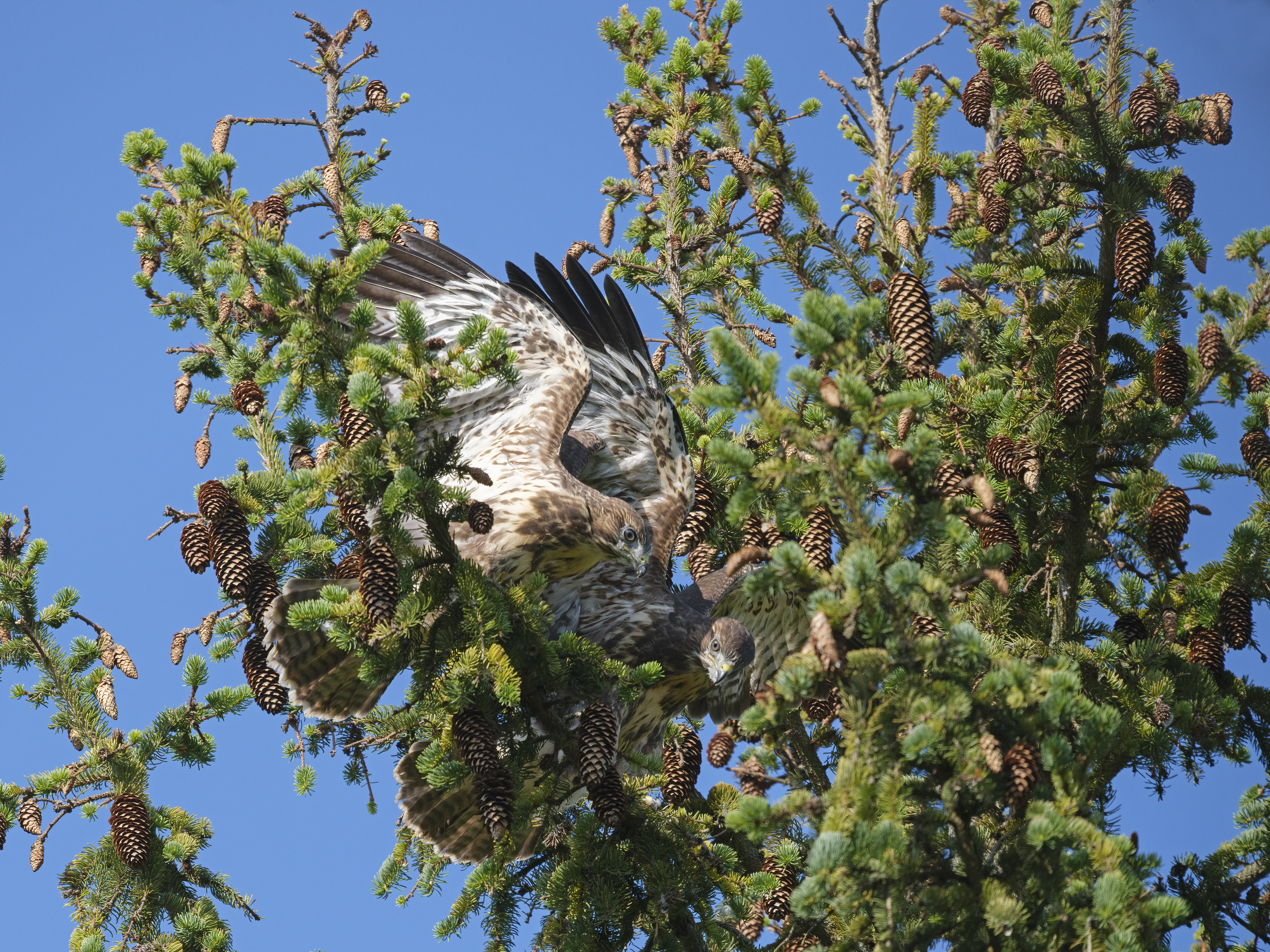 Junge Bussarde, die ...