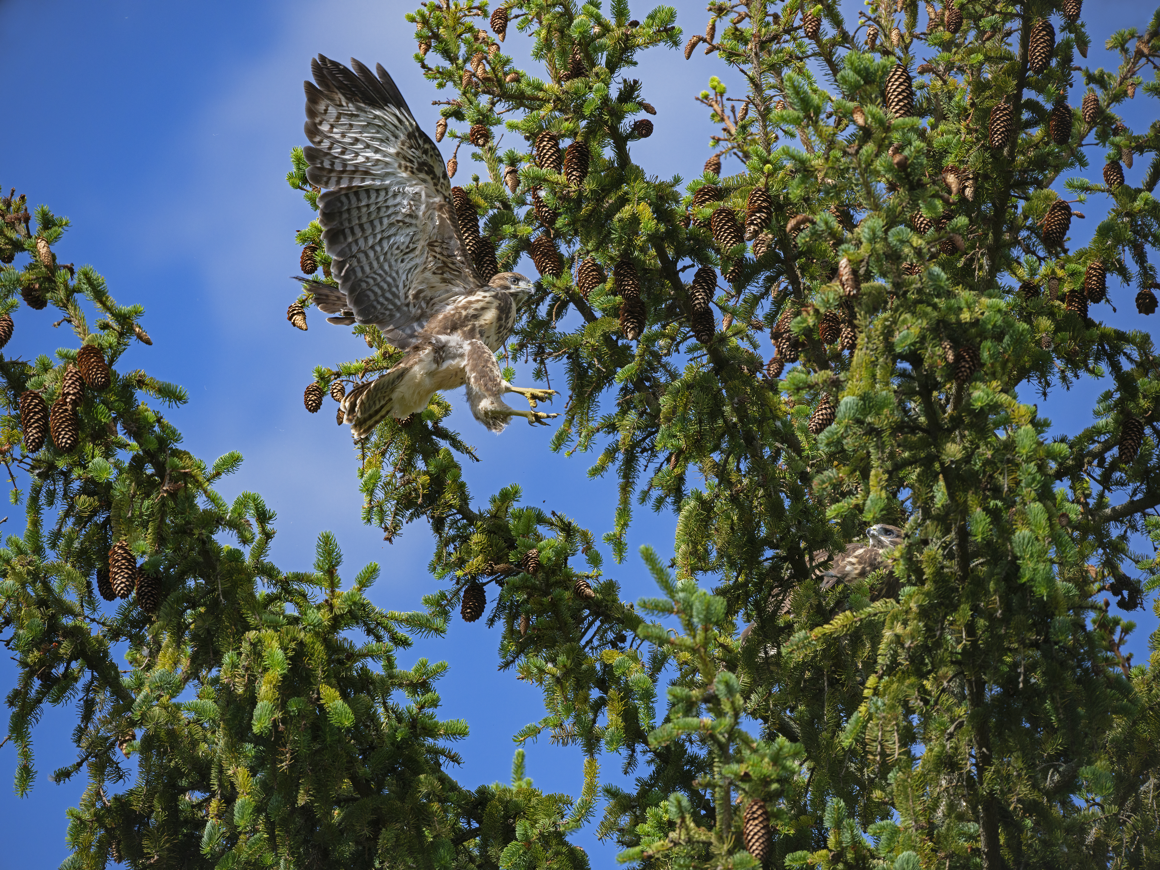 Die ersten Flugversuche ...