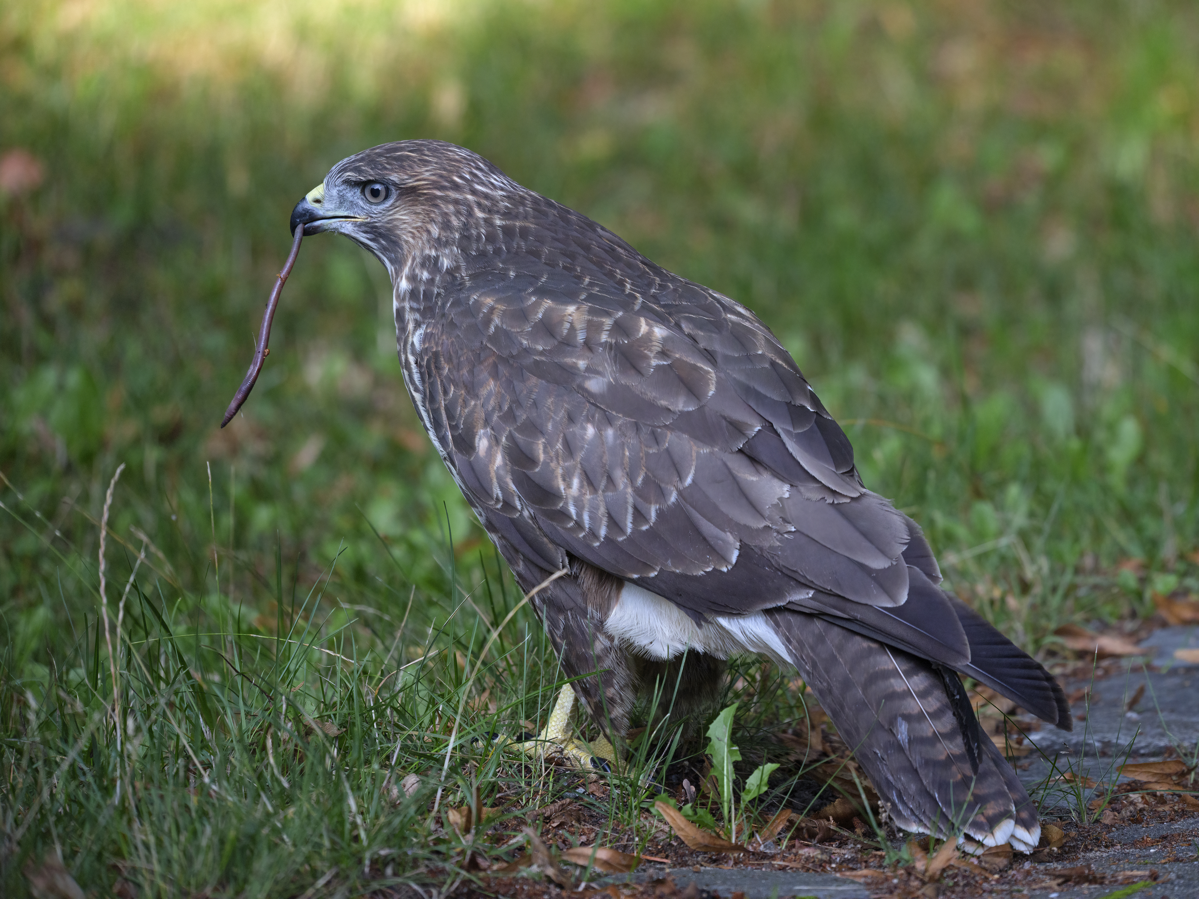 "Jagderfolg" bei einem ...